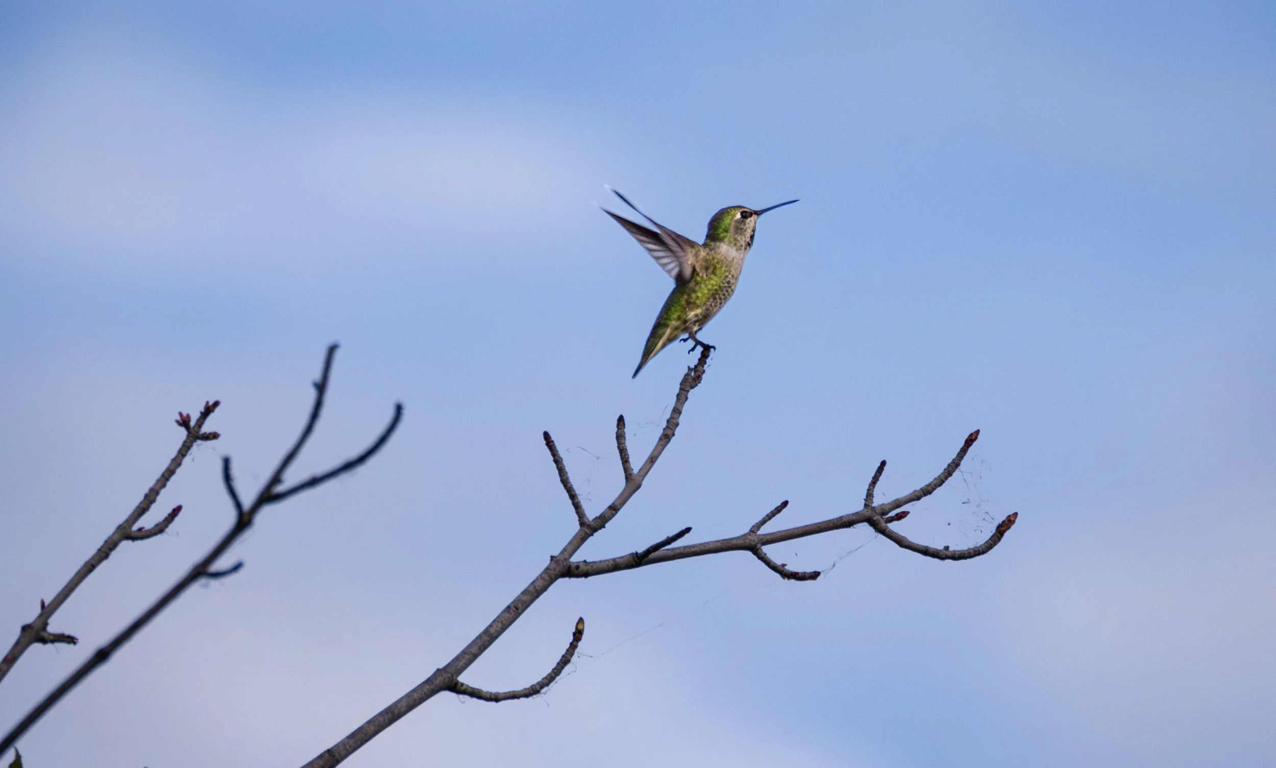 Anna's Hummingbird 5.jpg