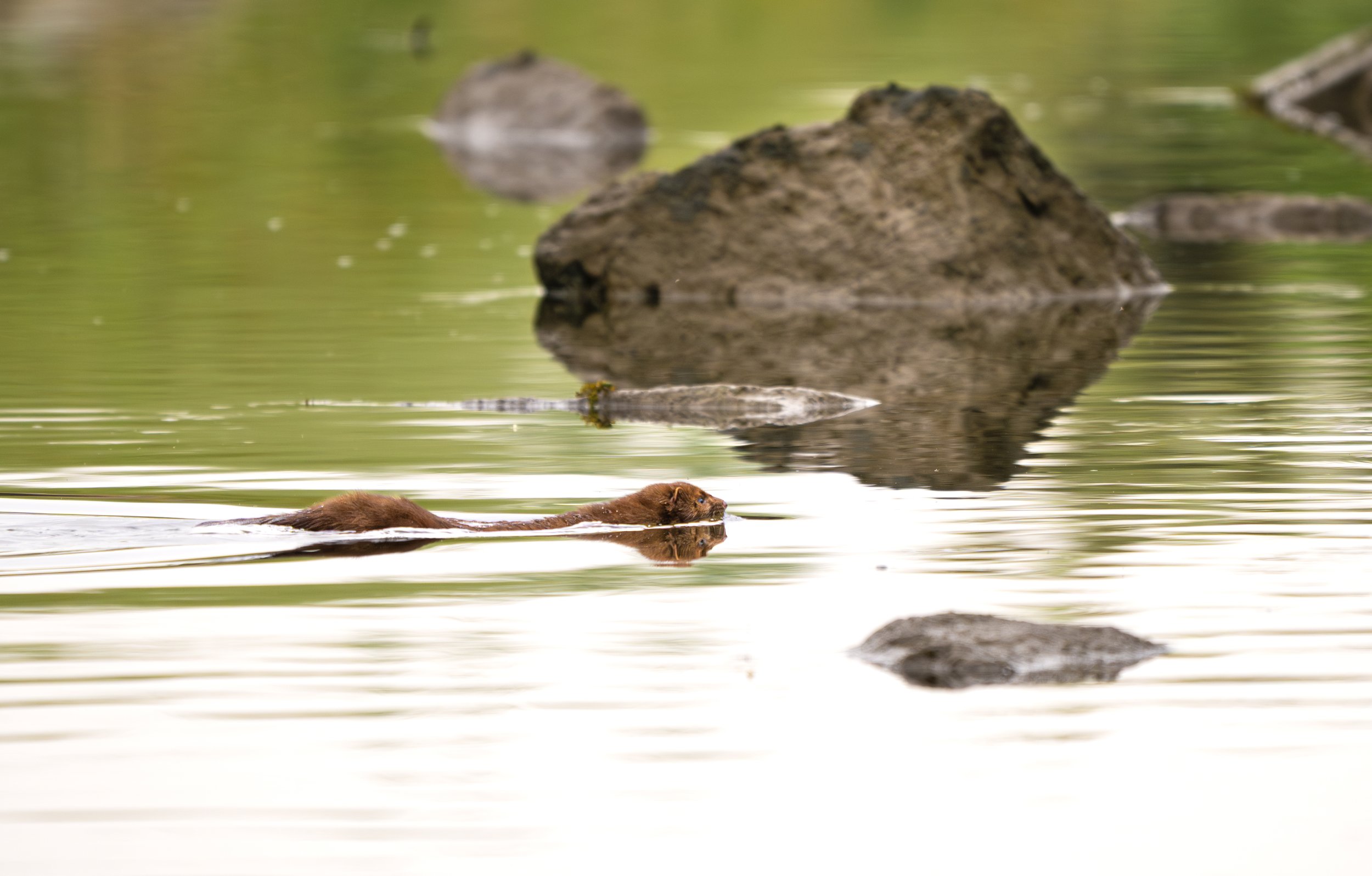 river otter 3.jpg