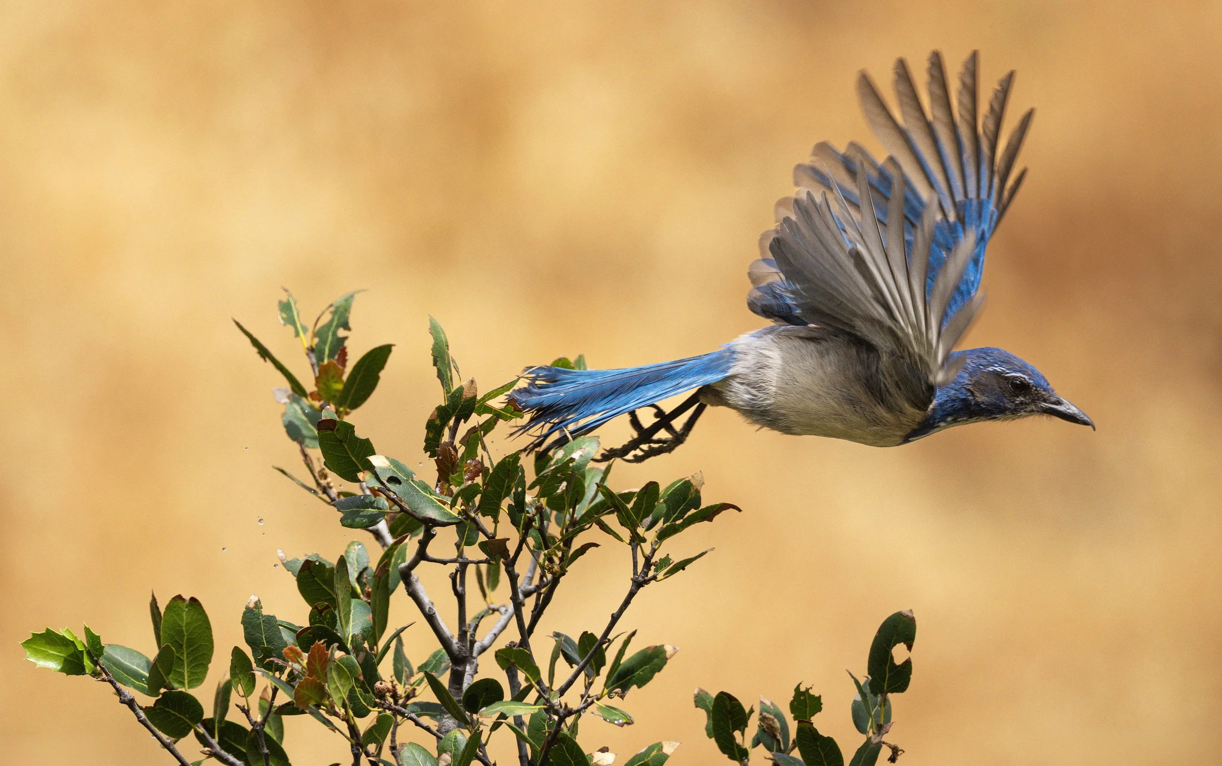 ca bluejay 4.jpg