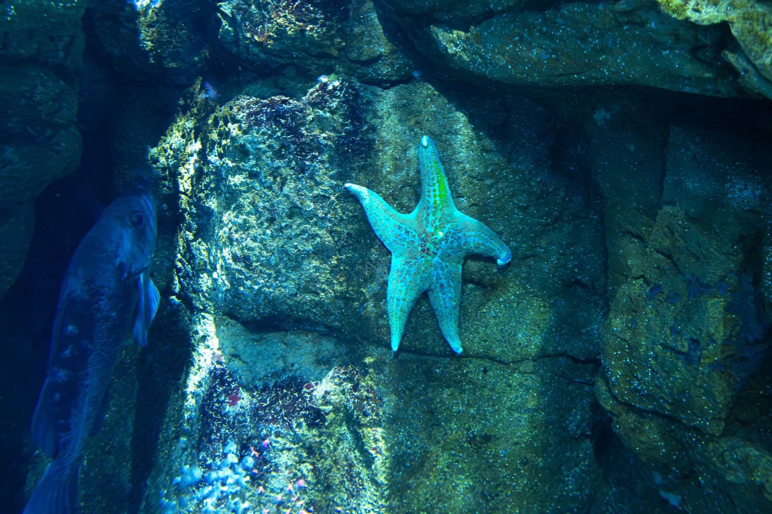 starfish.jpg