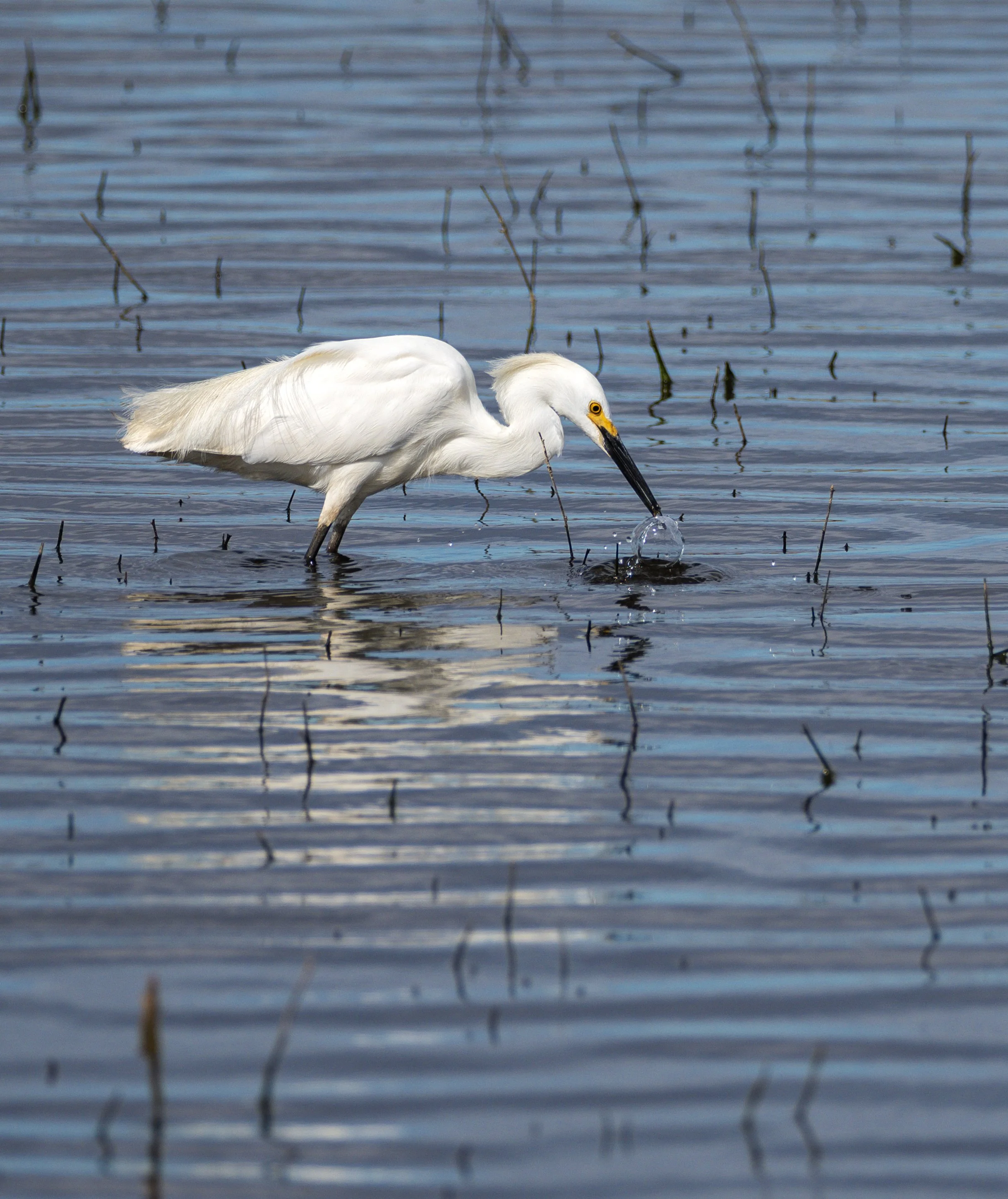 snowy egret 3.jpg