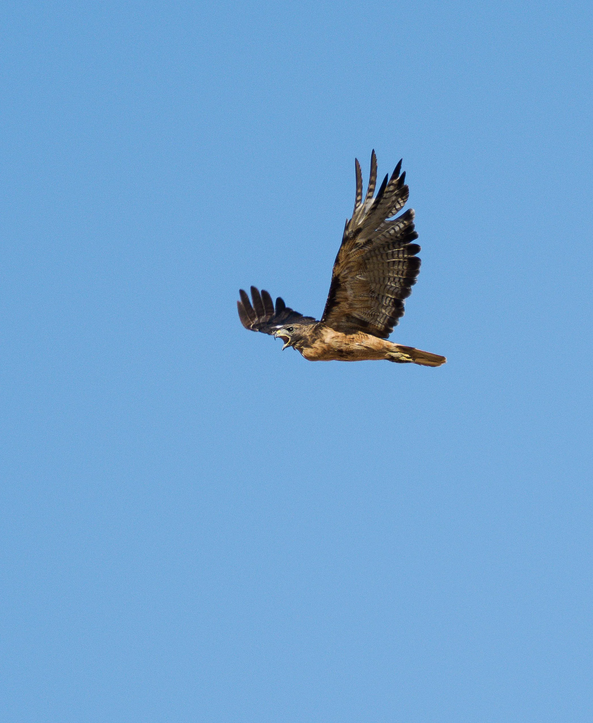 red tailed hawk 12.jpg