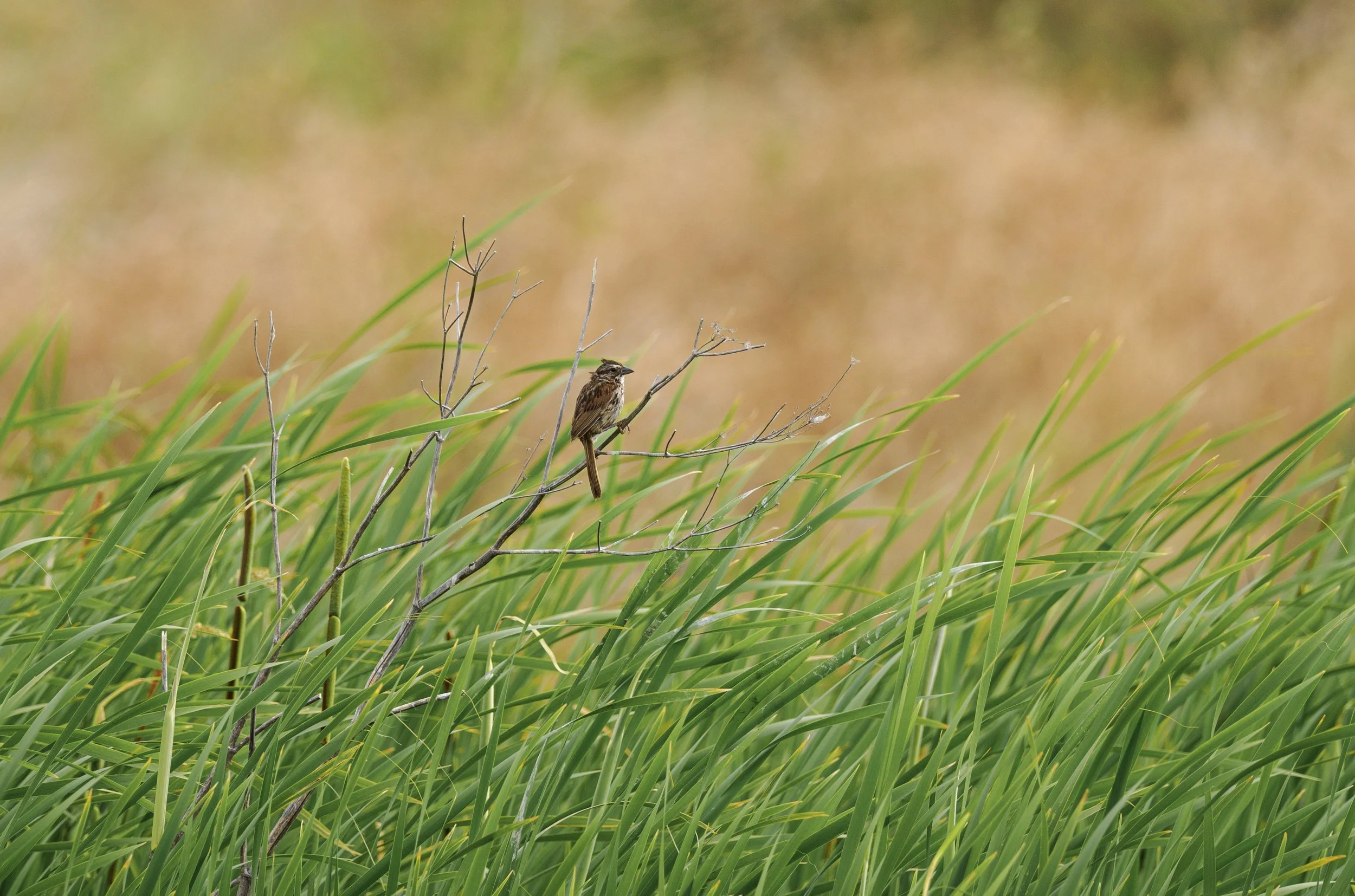 song sparrow 3.jpg