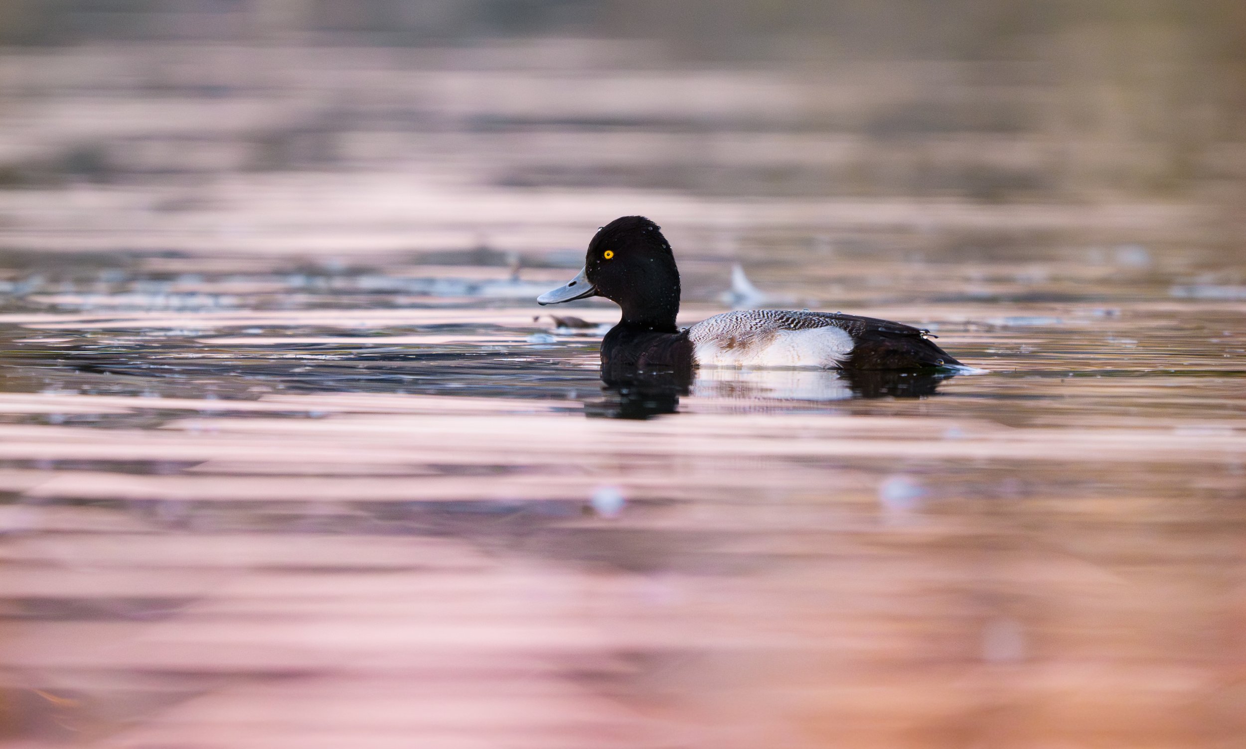 lesser scaup.jpg