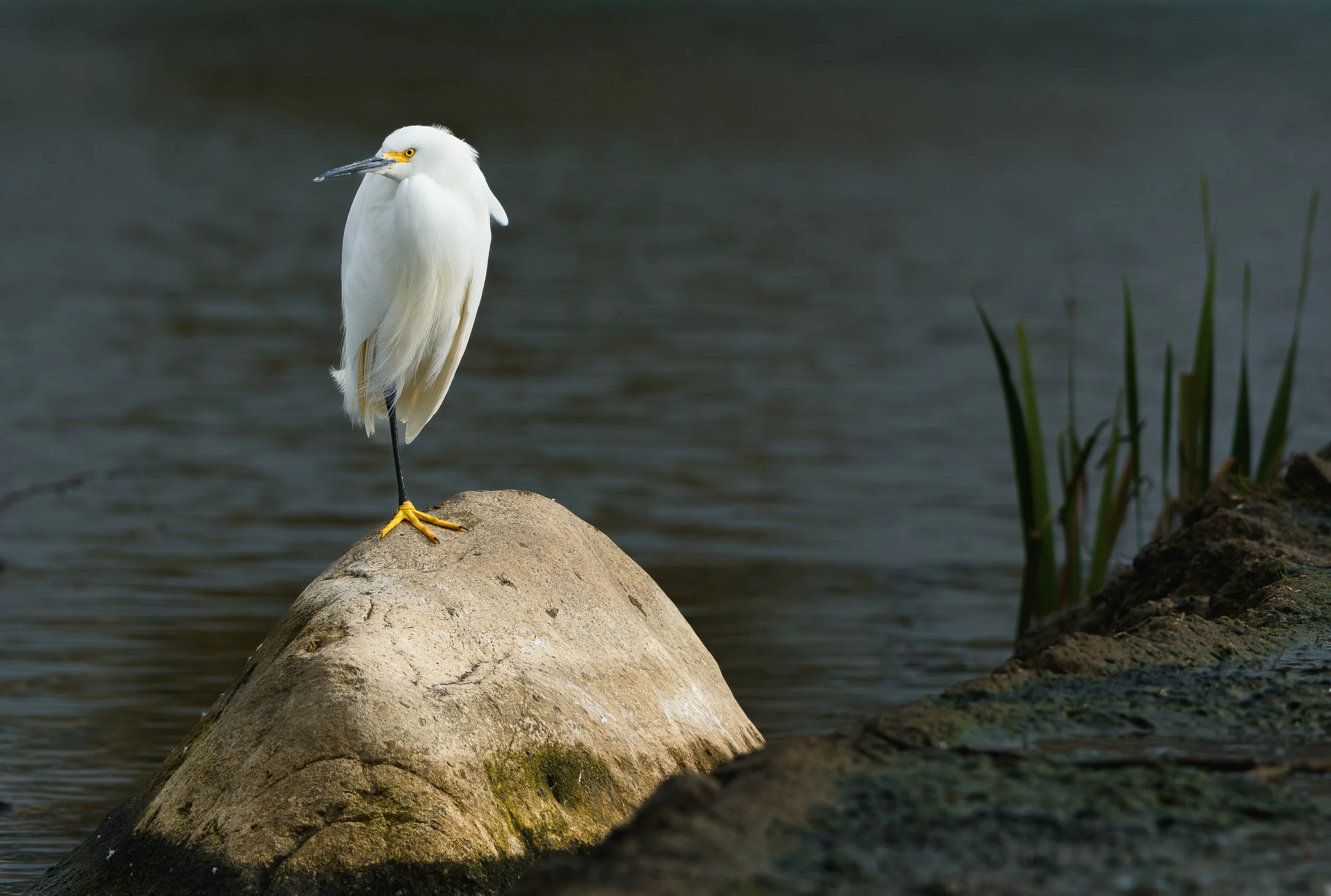 DSC_3925.jpg