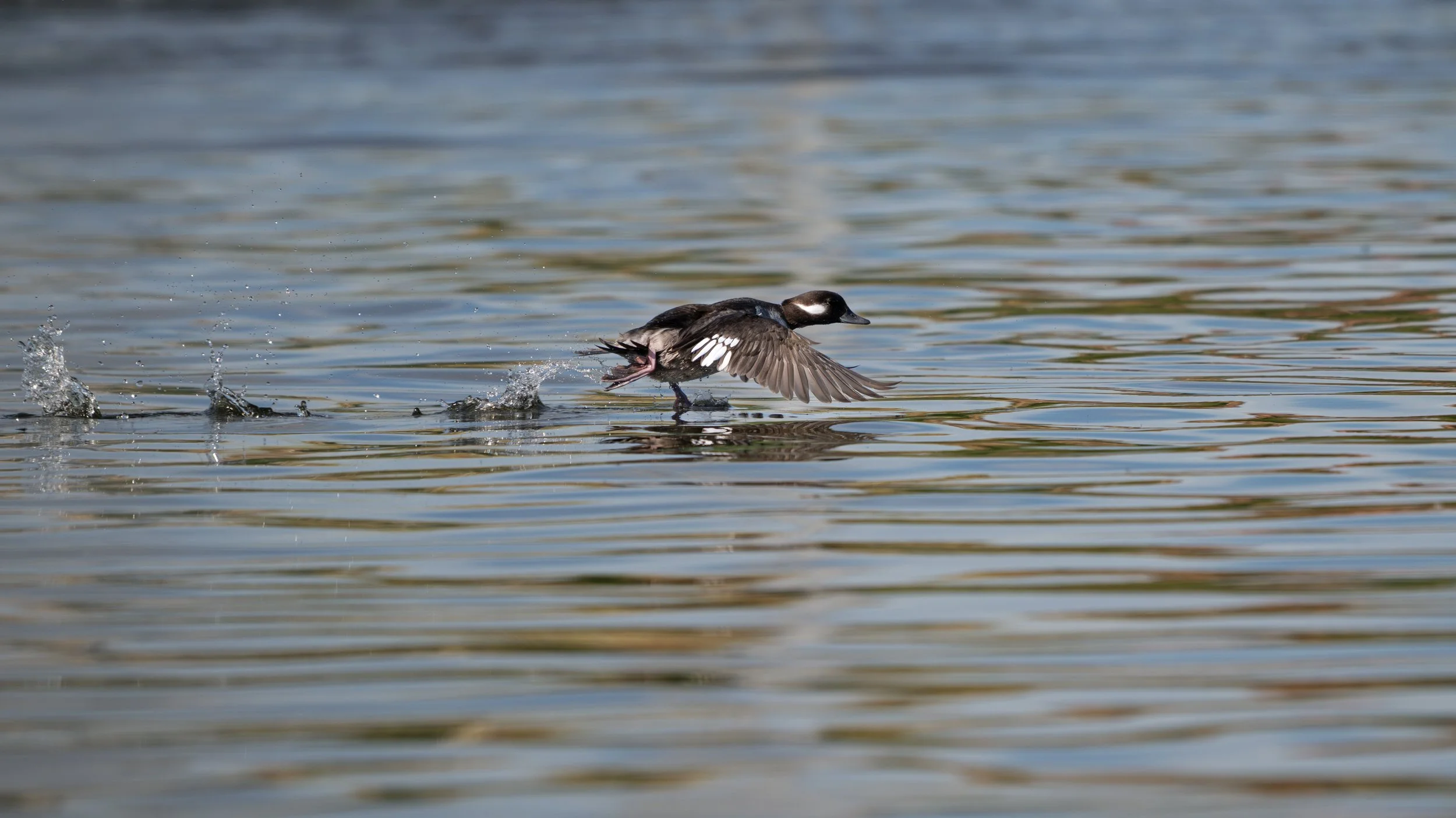bufflehead water walking 1.jpg