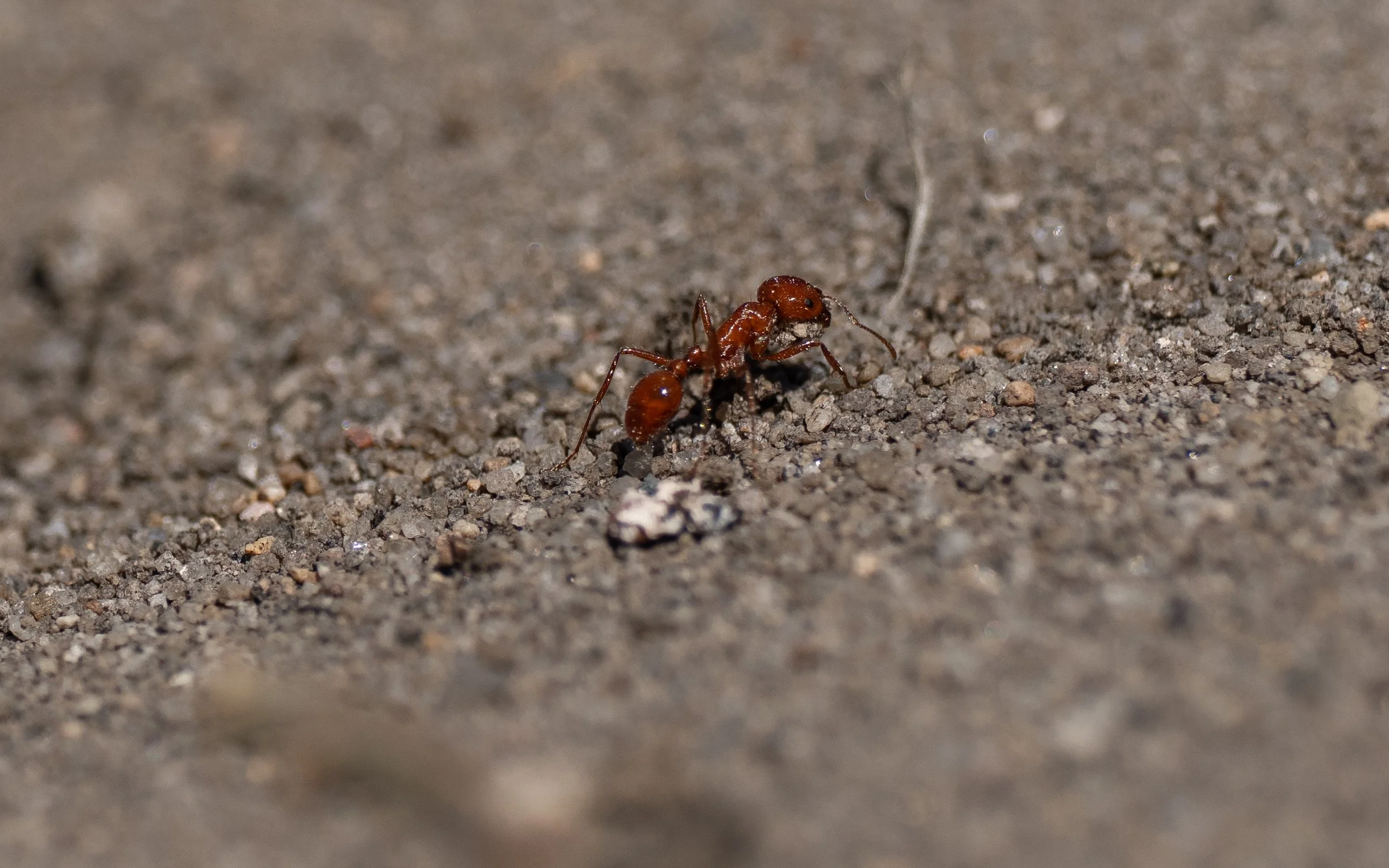 fire ant.jpg