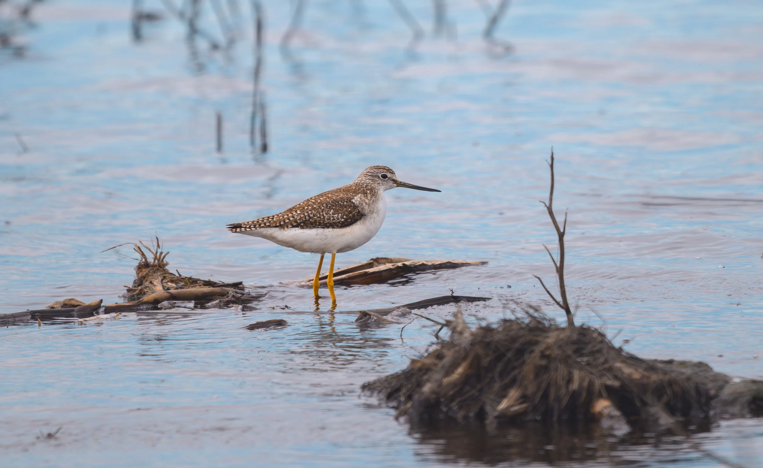 lesser yellowlegs 1.jpg