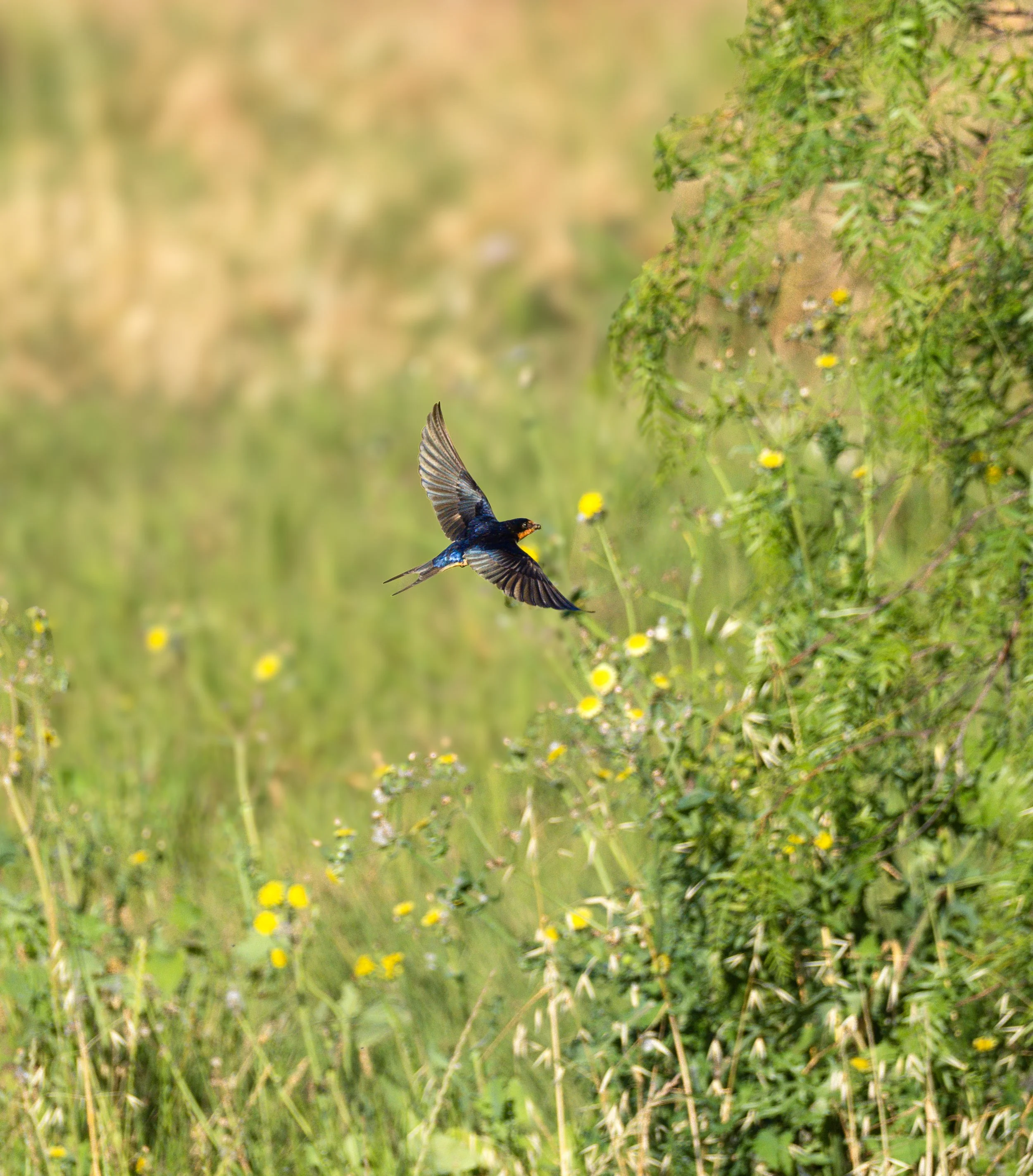 barn swallow 4jpg.jpg