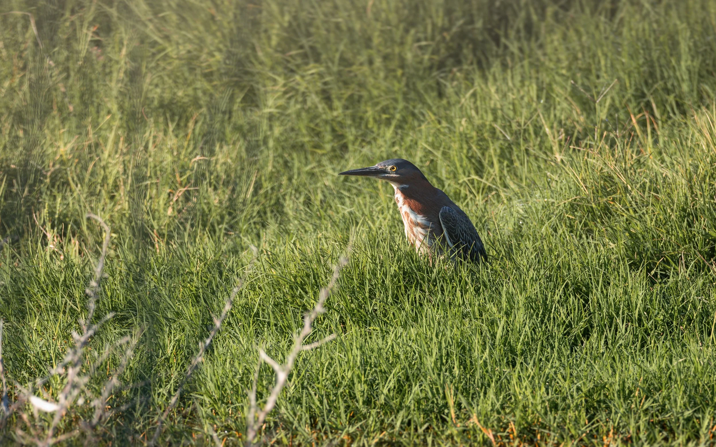 green heron 1.jpg