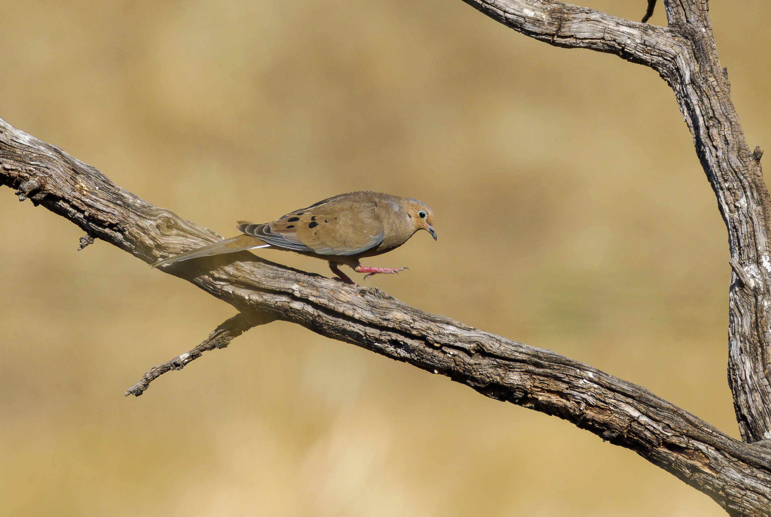 eurasian dove.jpg