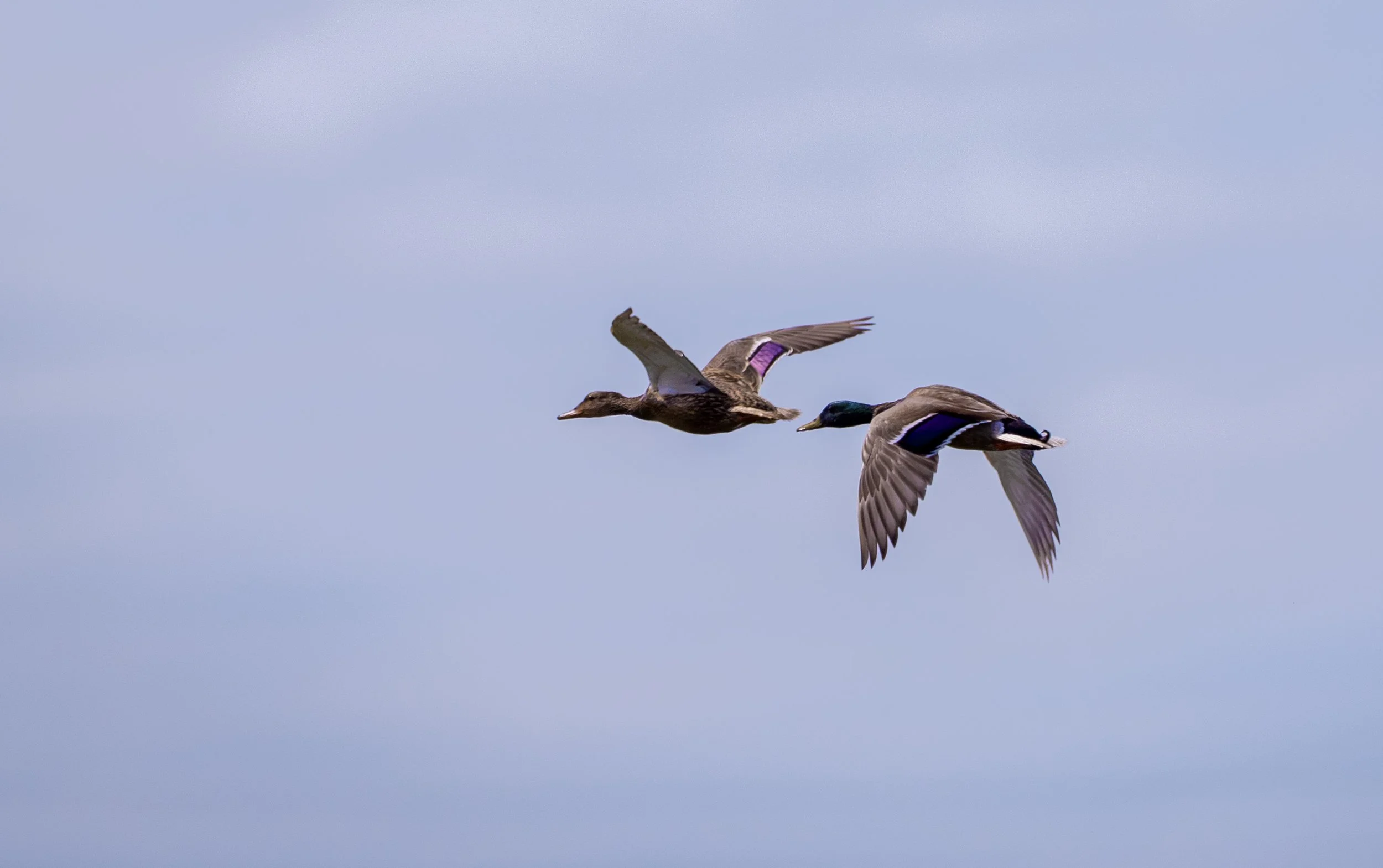 mallards flyi.jpg