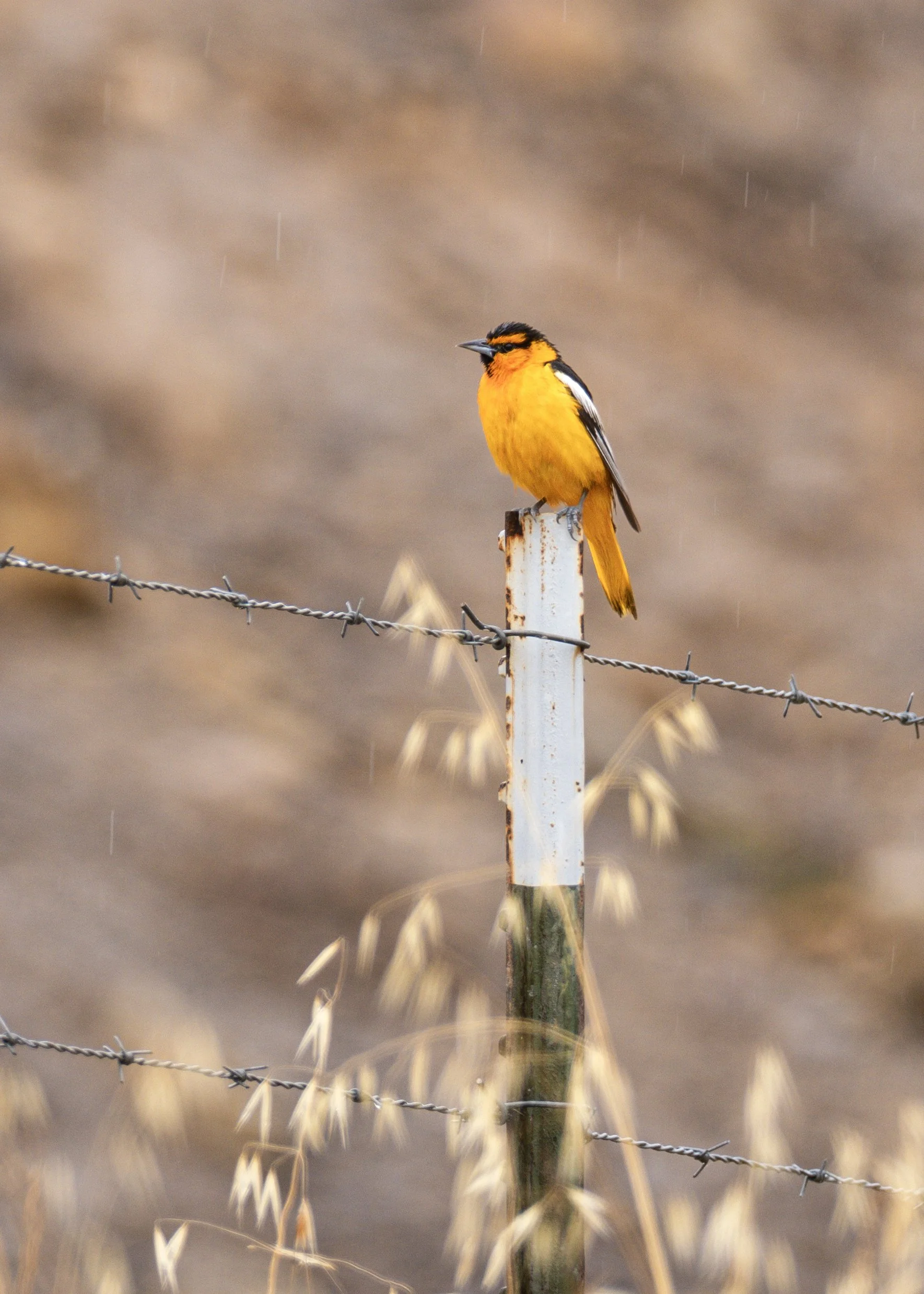 bullock's oriole.jpg