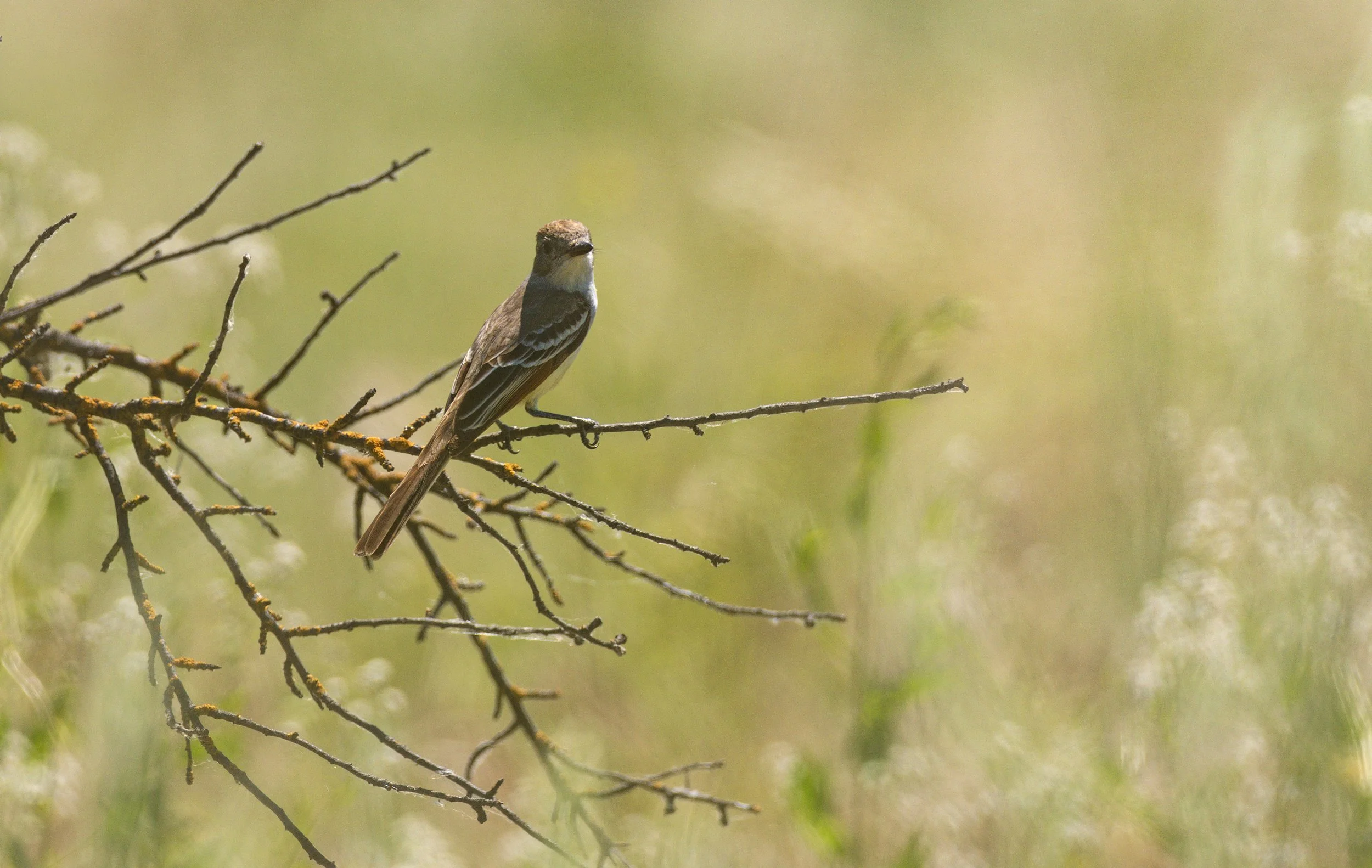ash throated flycatcher 4.jpg