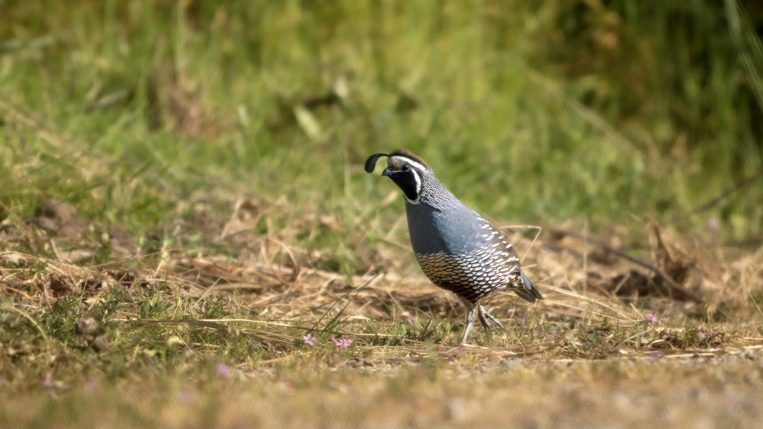 california quail.jpg