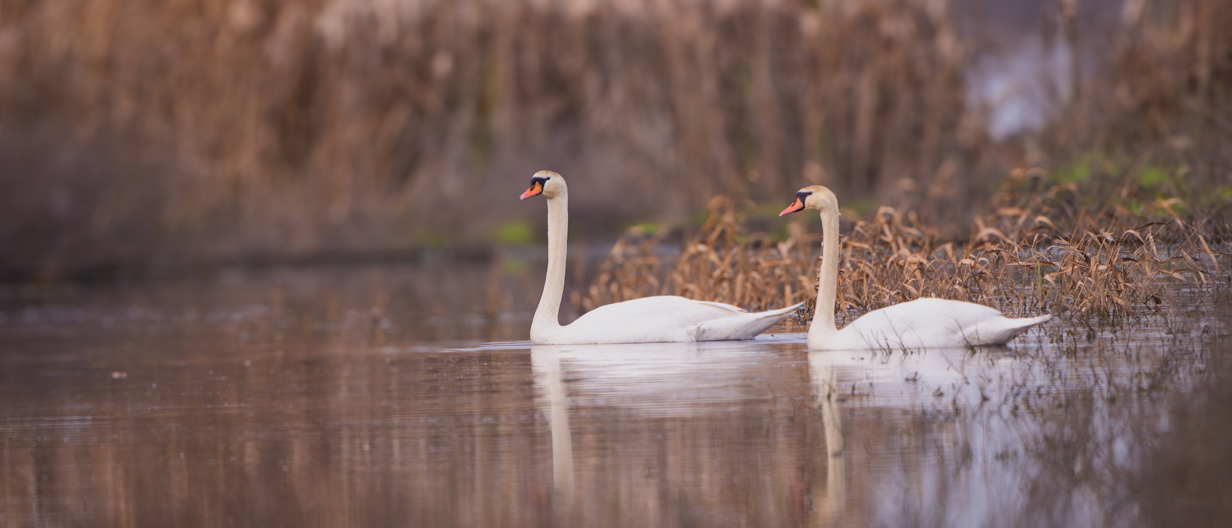 muted swans 2.jpg