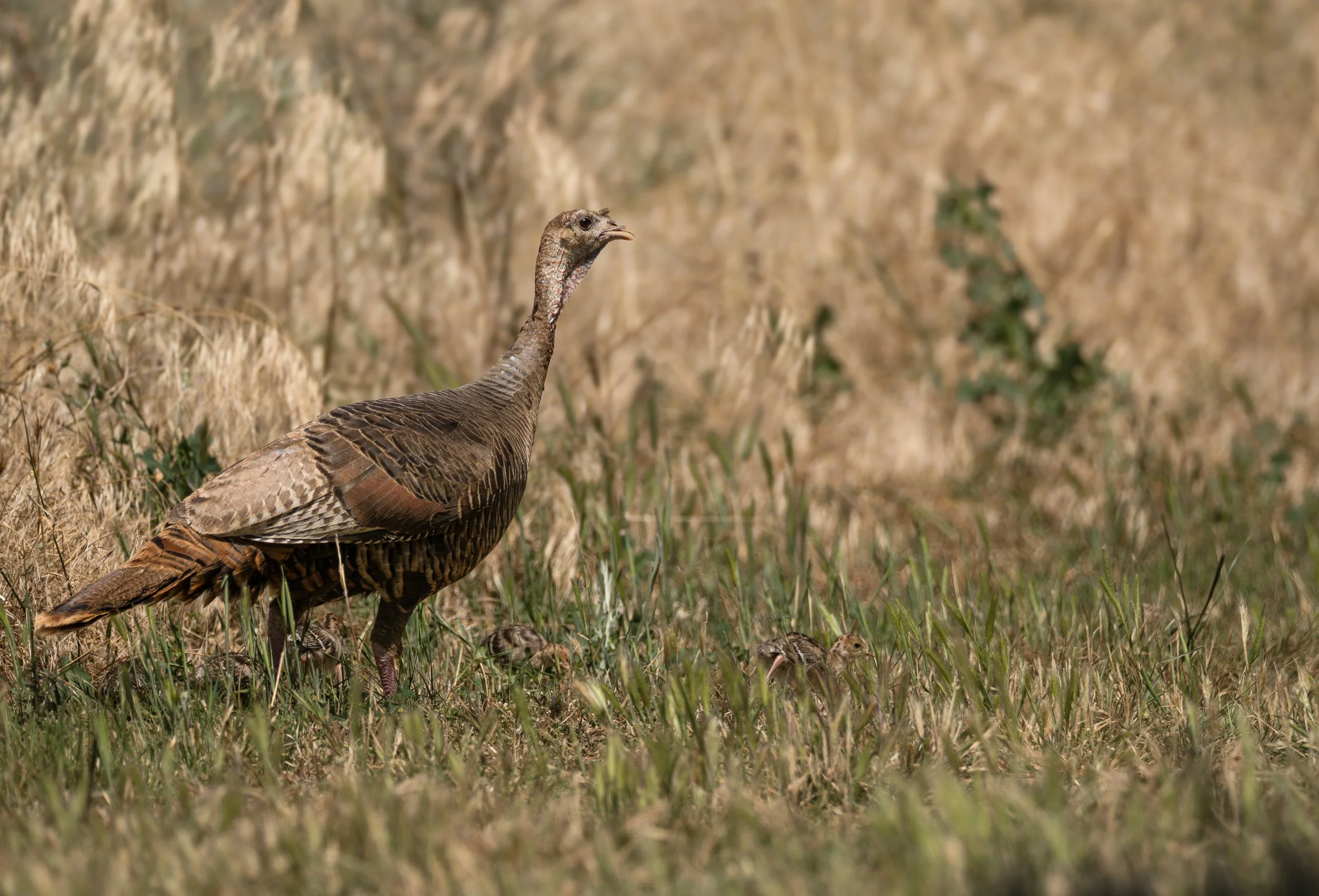 wild turkey 1.jpg