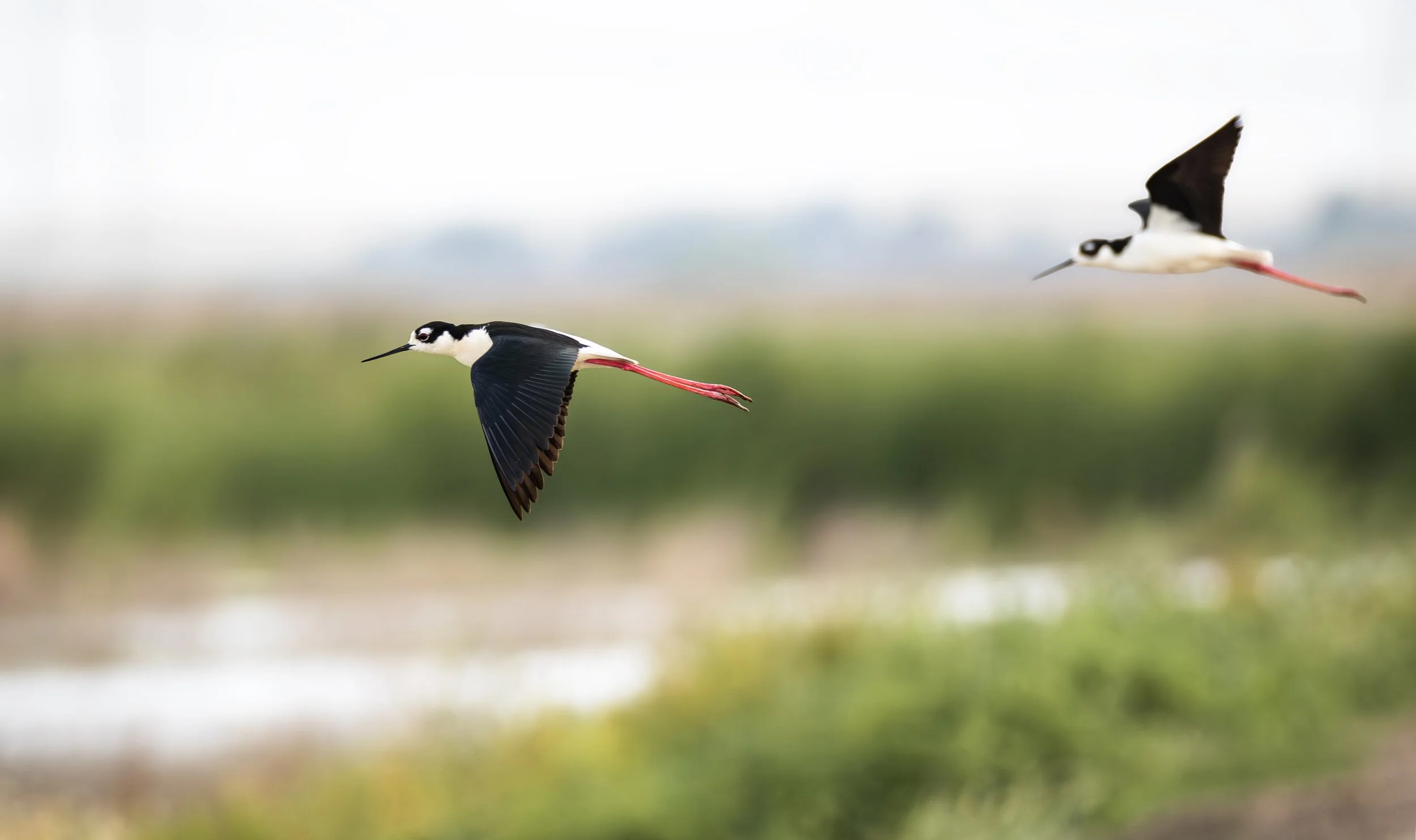 black-necked stilts 2.jpg