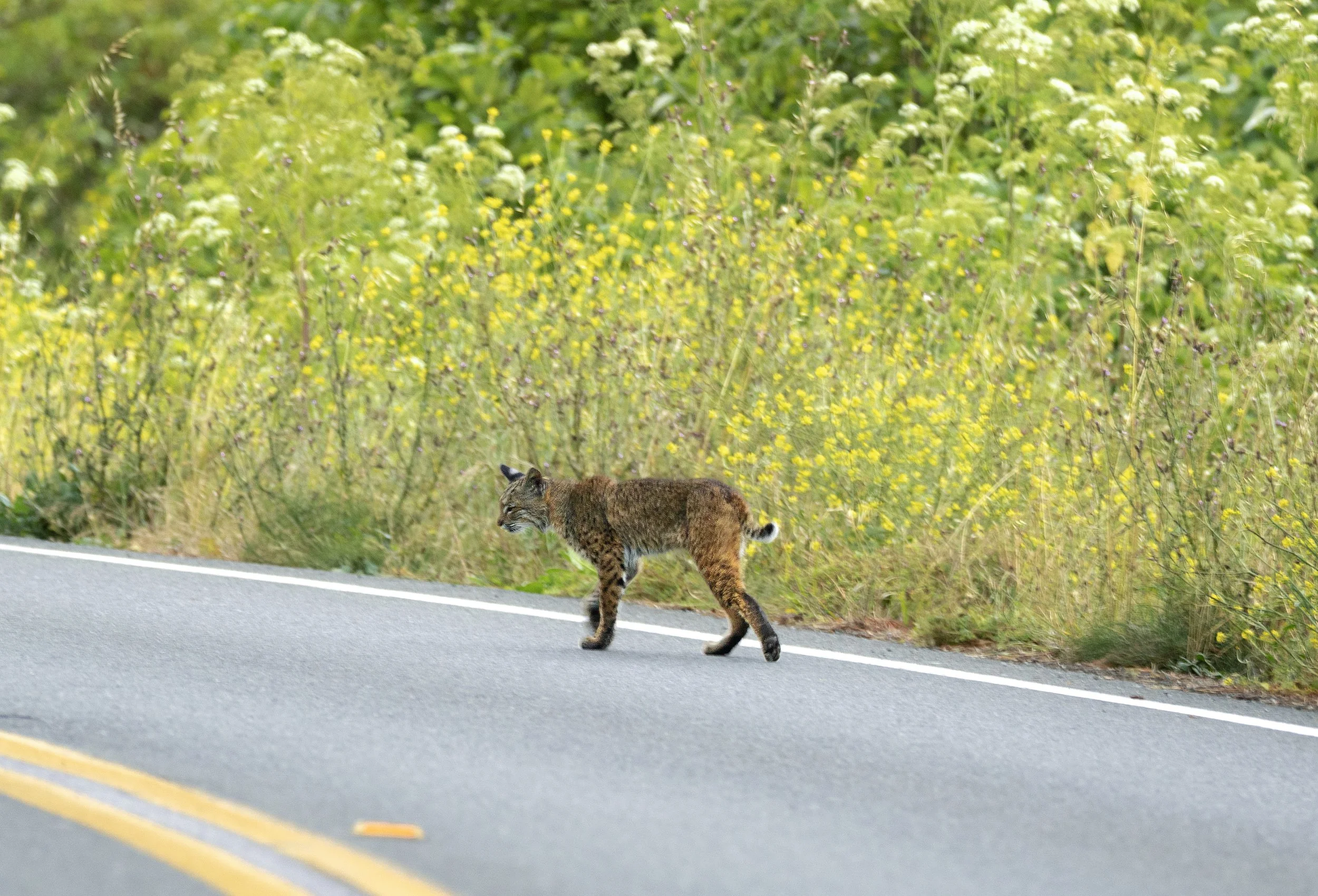 ruined bobcat.jpg