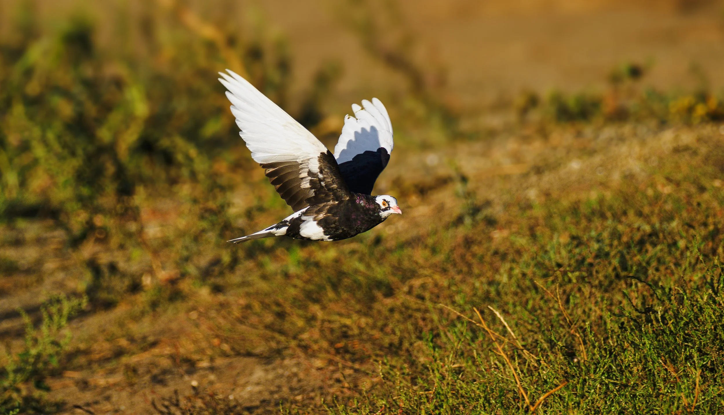 rock pigeon 1.jpg