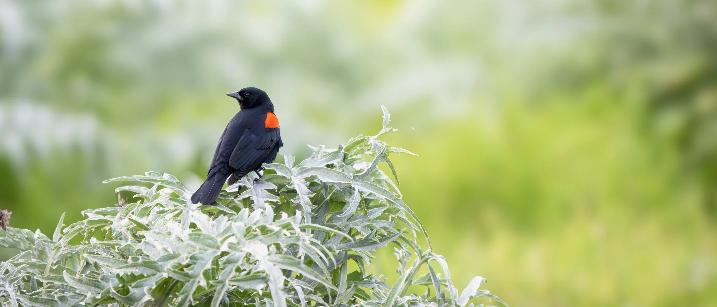 red shoulder blackbird 8.jpg
