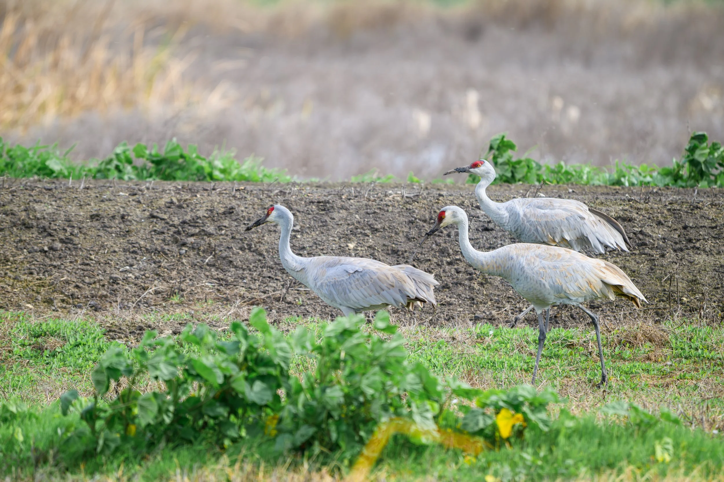 sandhill cranes 1.jpg
