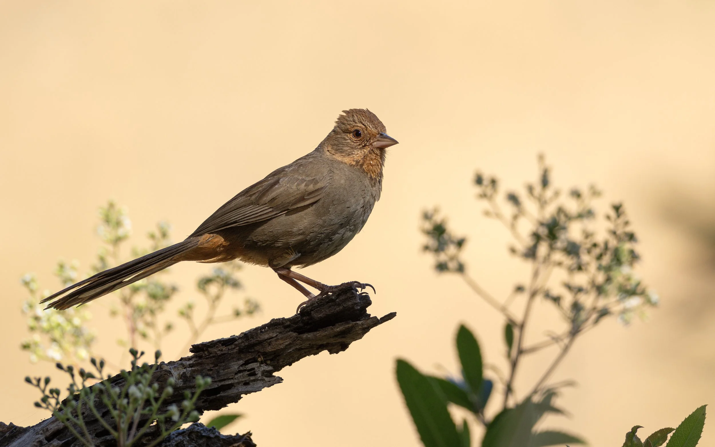 cowbird (p).jpg