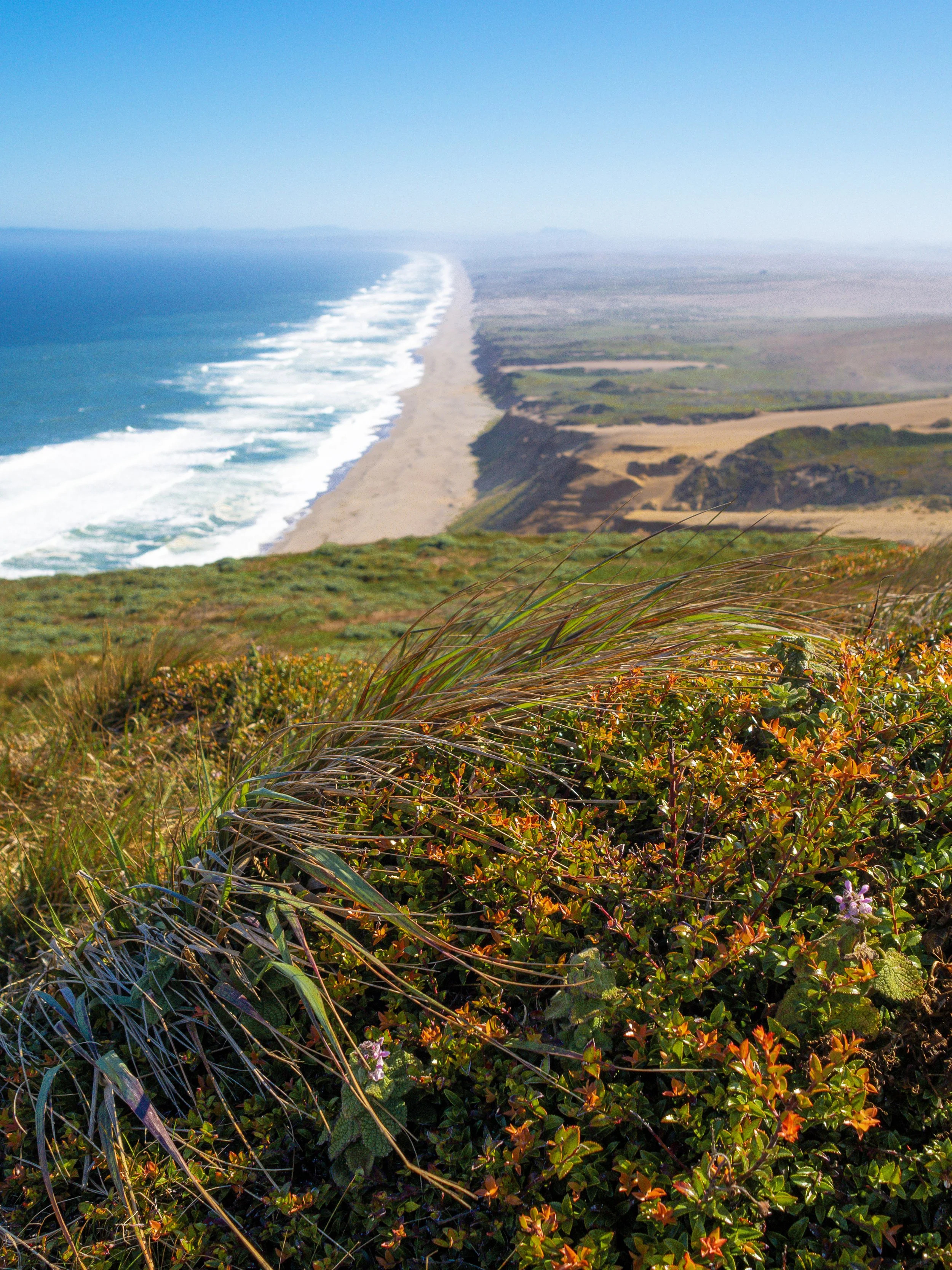 nature - shore flowers.jpg