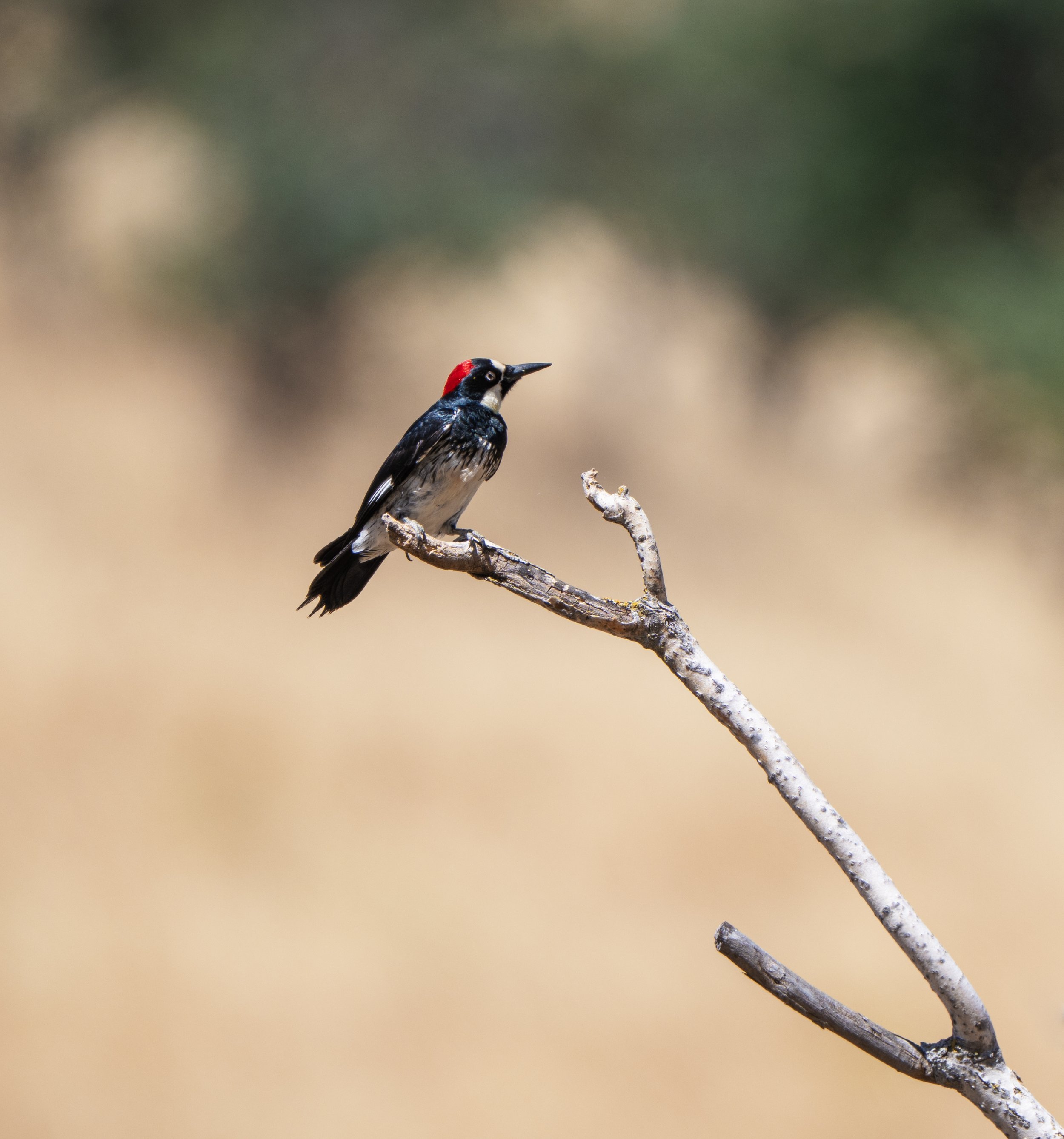 acorn woodpecker.jpg