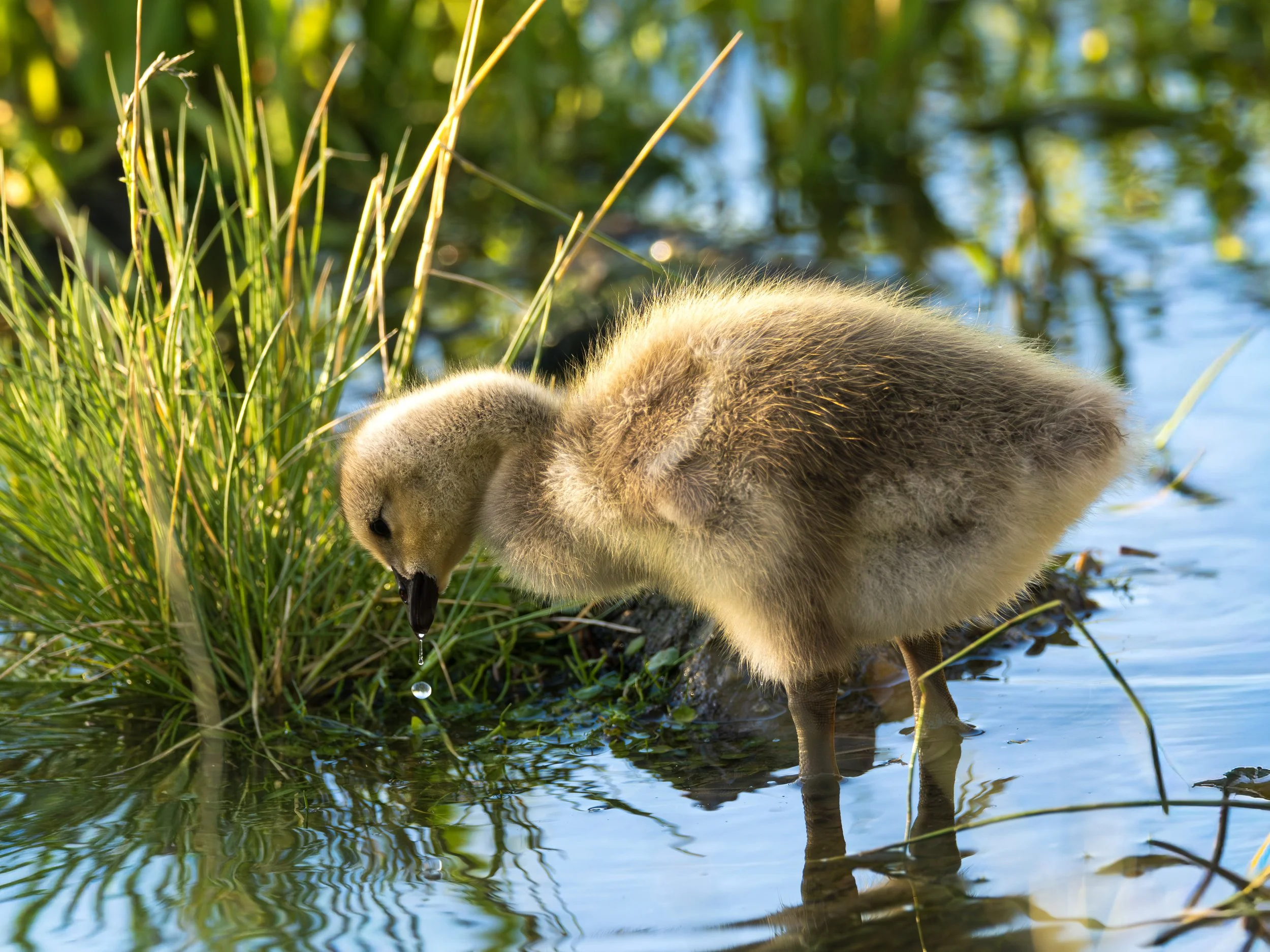 geese chick 5.jpg