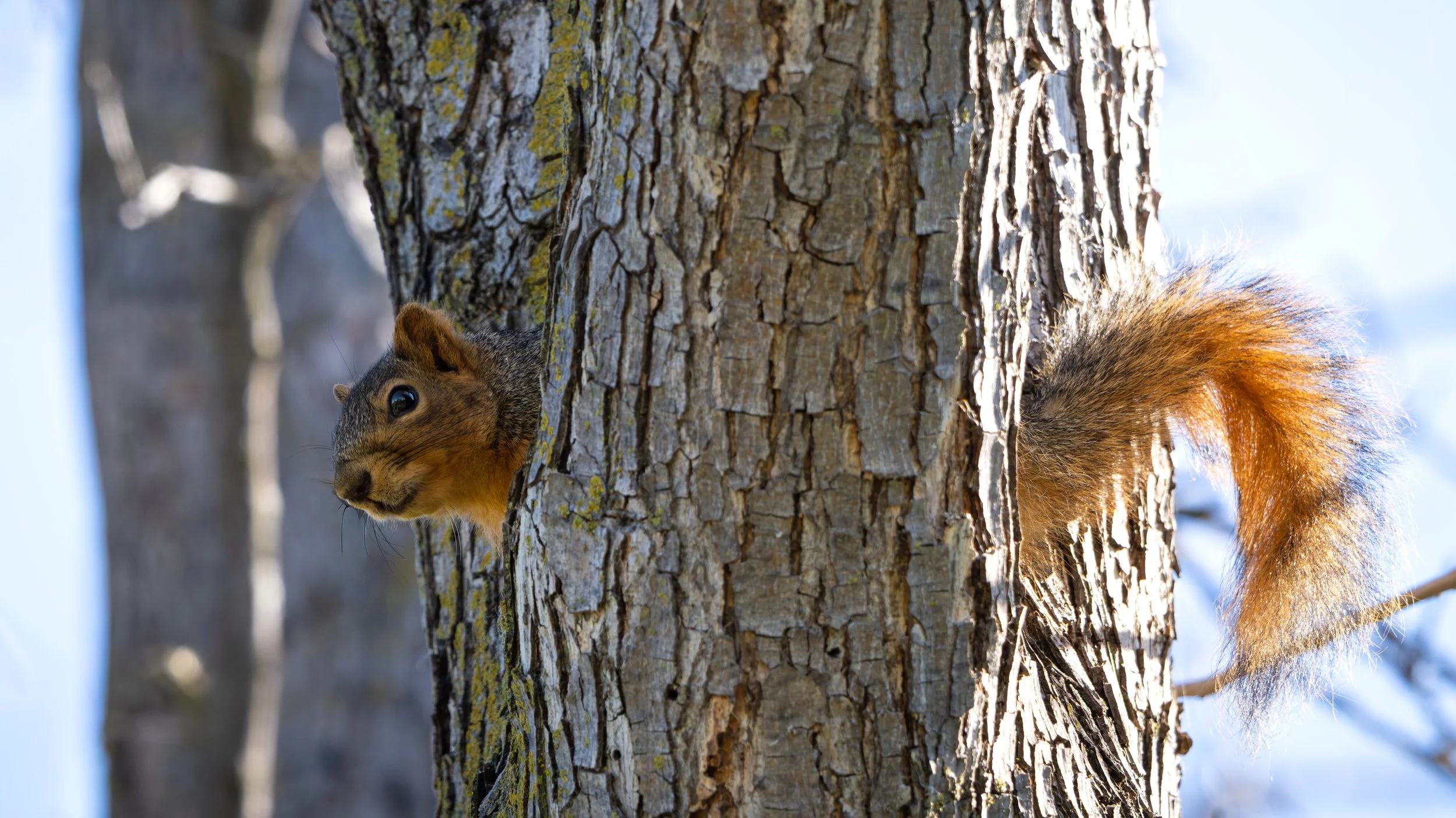 squirrel 3.jpg
