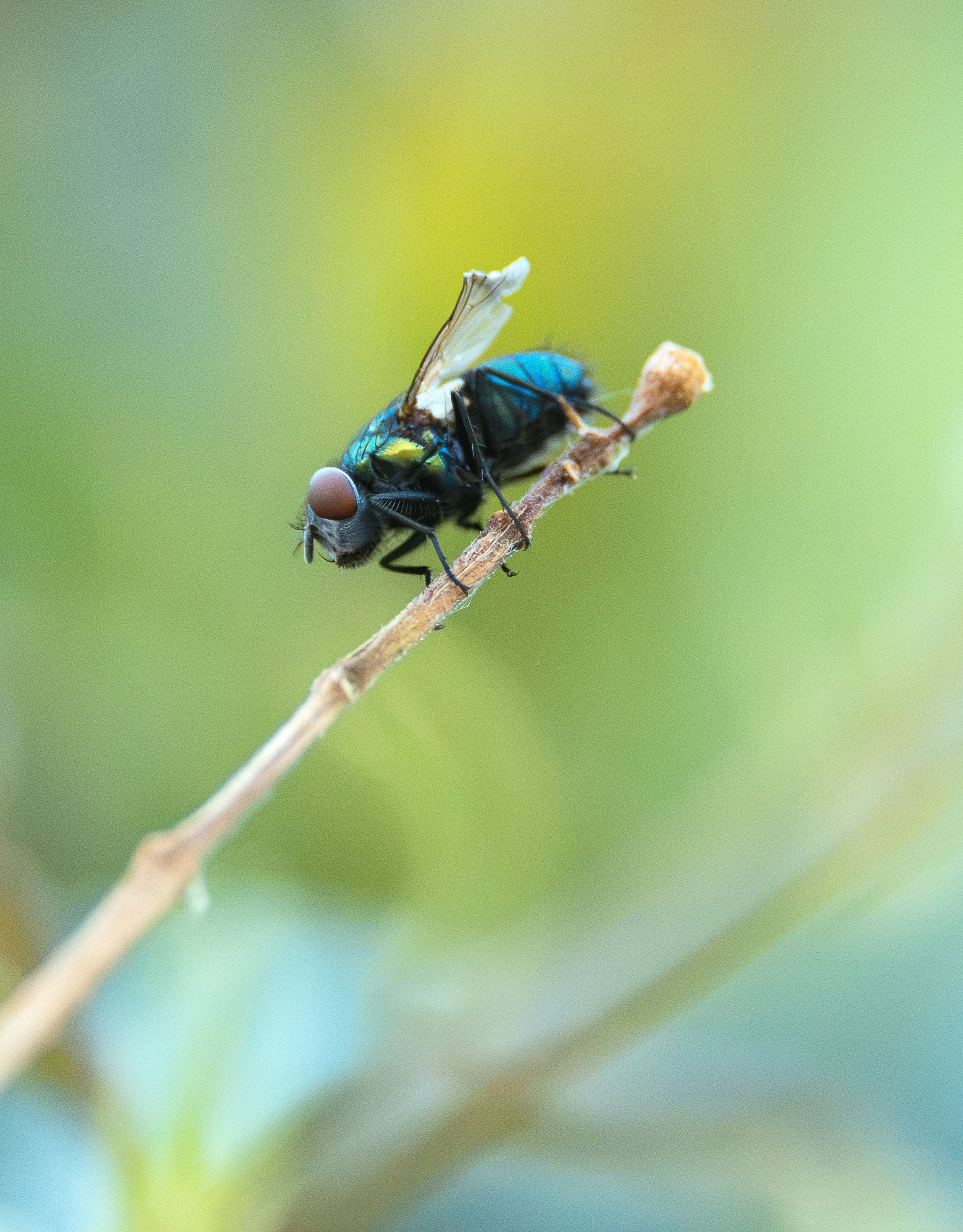 green fly 1.jpg