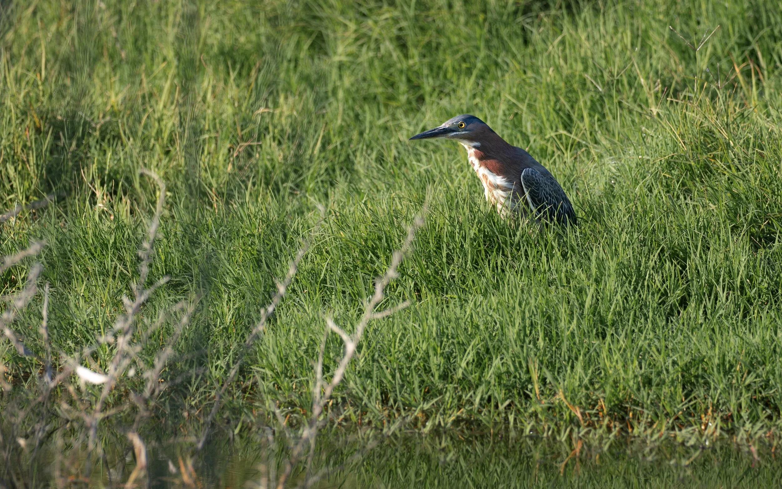 green heron .jpg
