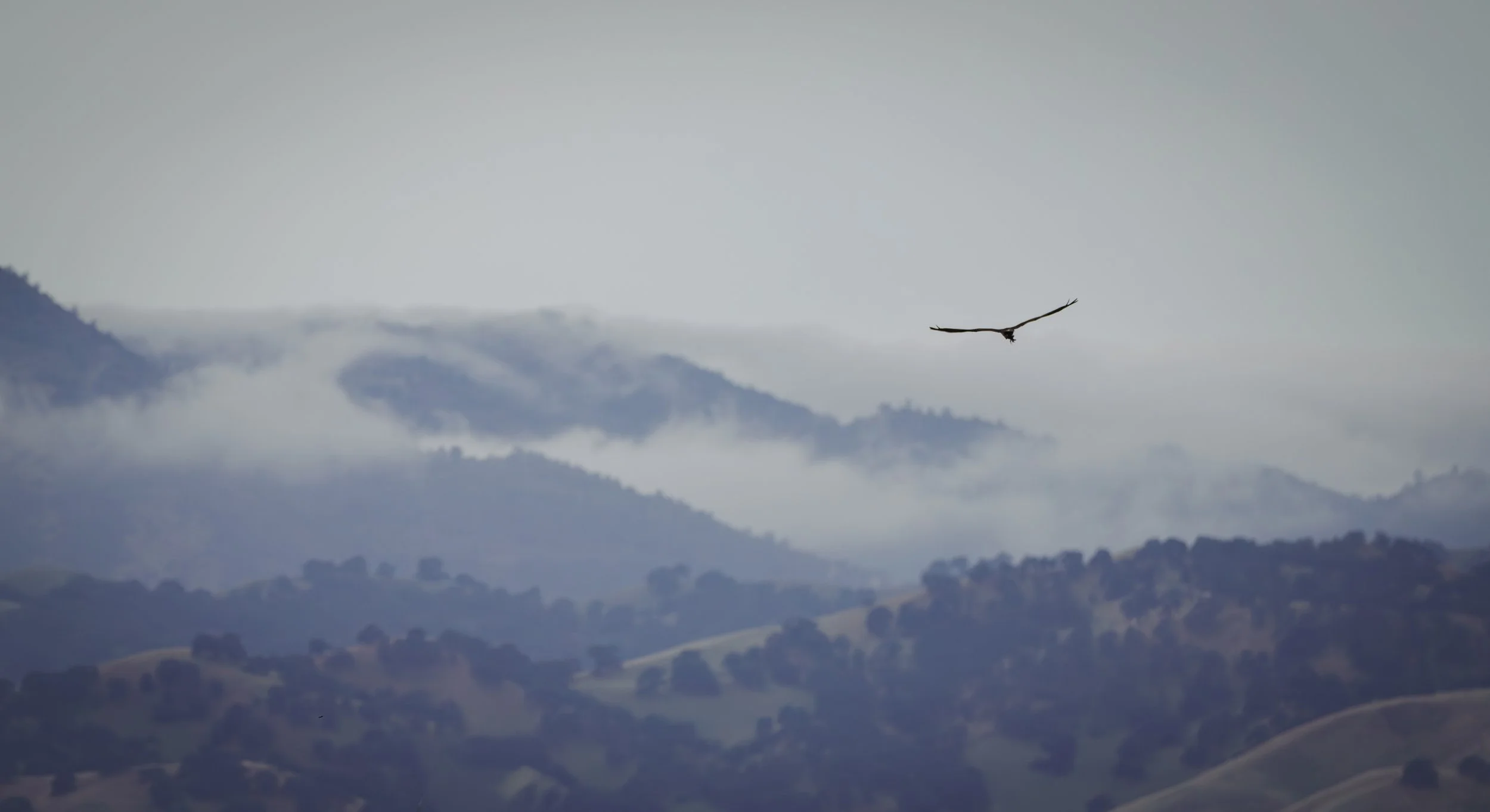 turkey vulture 5.jpg