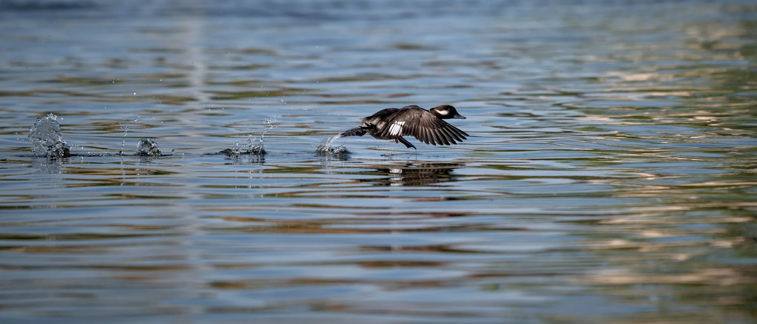 bufflehead water walking.jpg