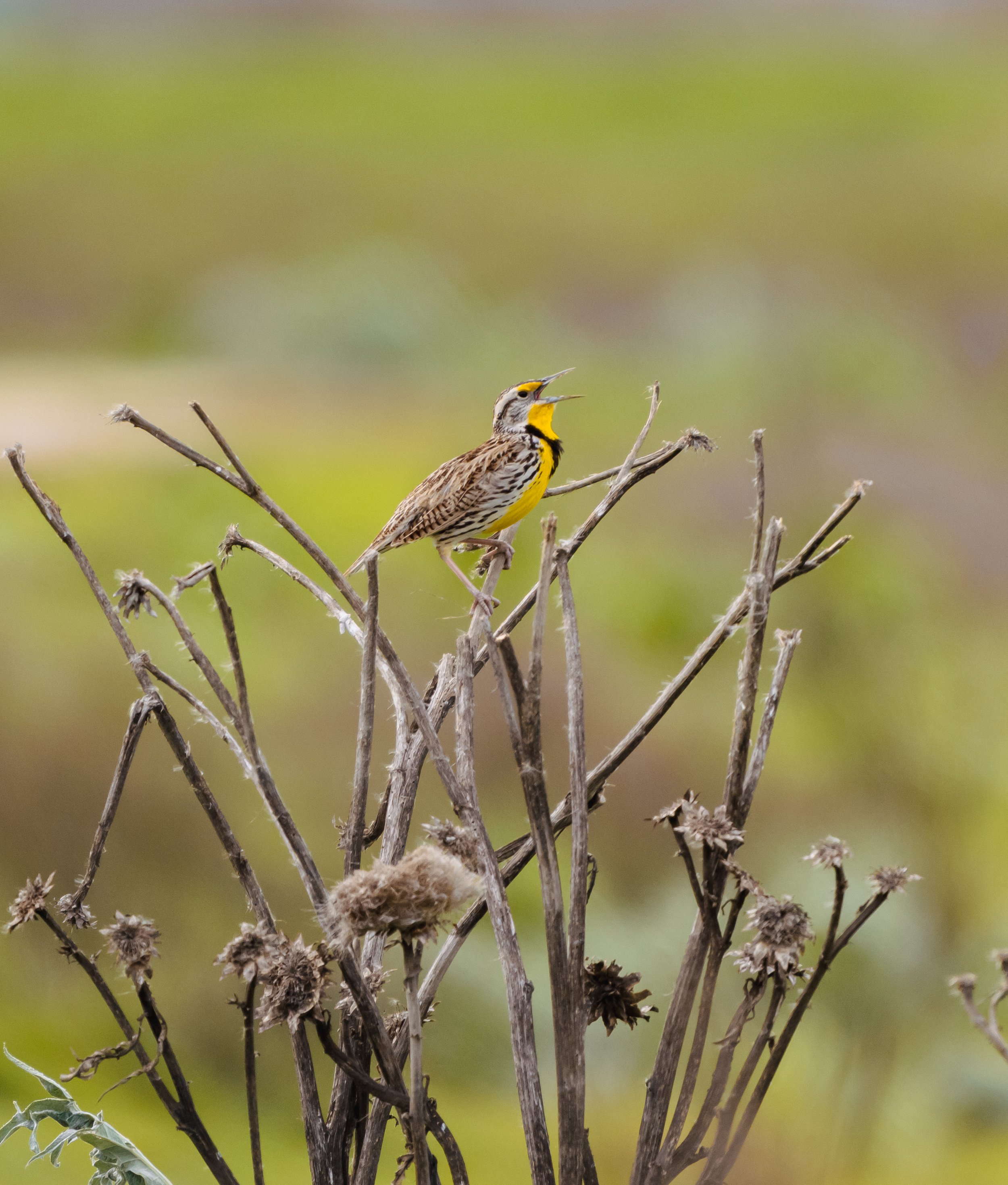 meadowlark 9.jpg