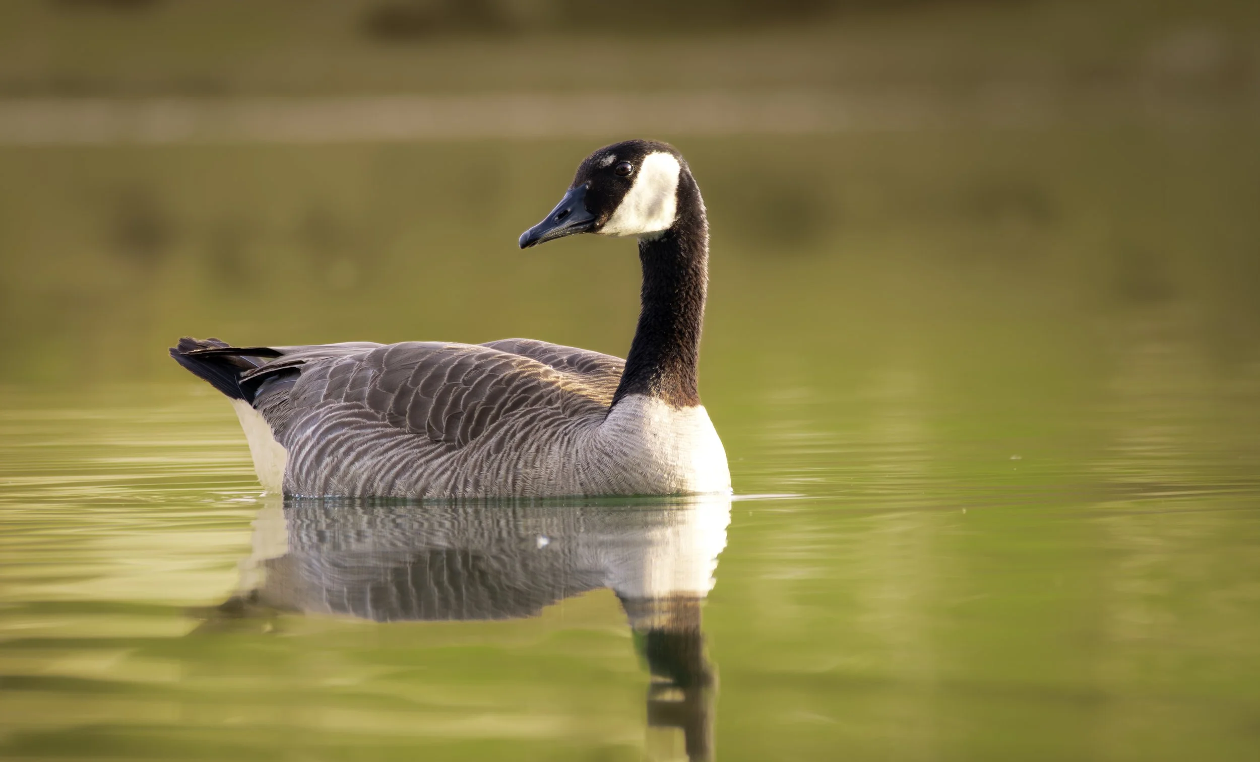 canadian goose 2.jpg