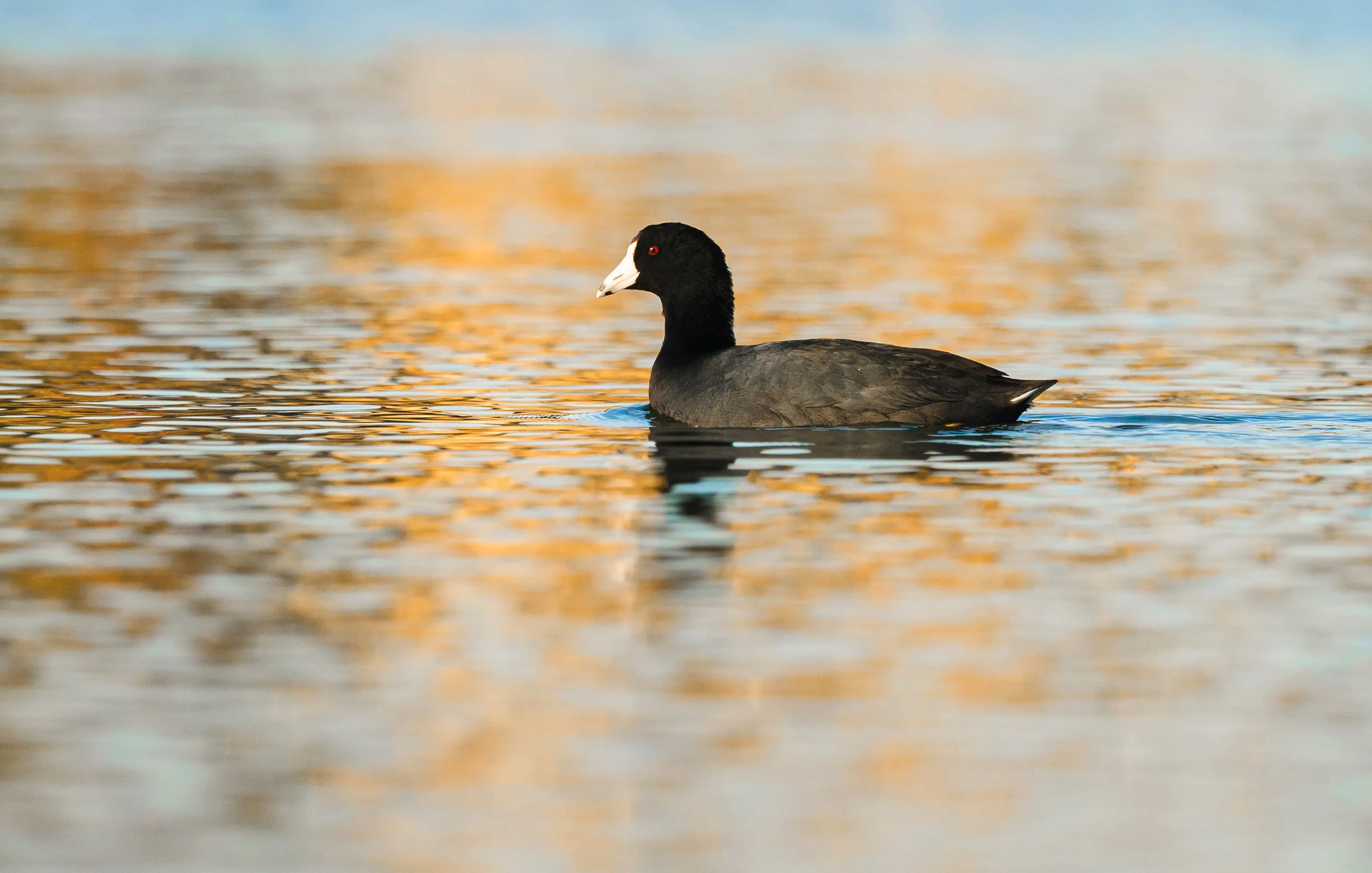 coot 2.jpg