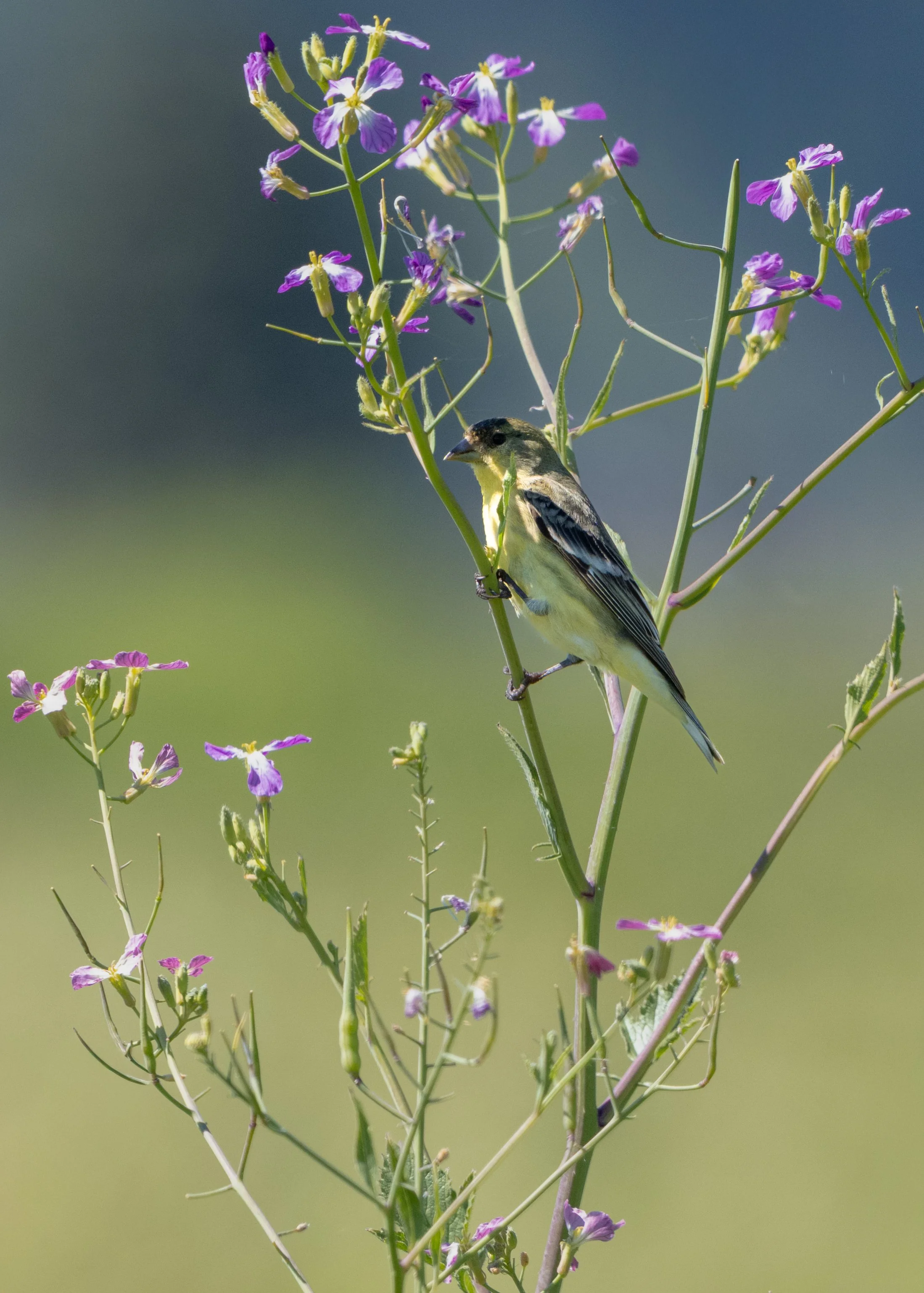 lesser goldfinch 6.jpg