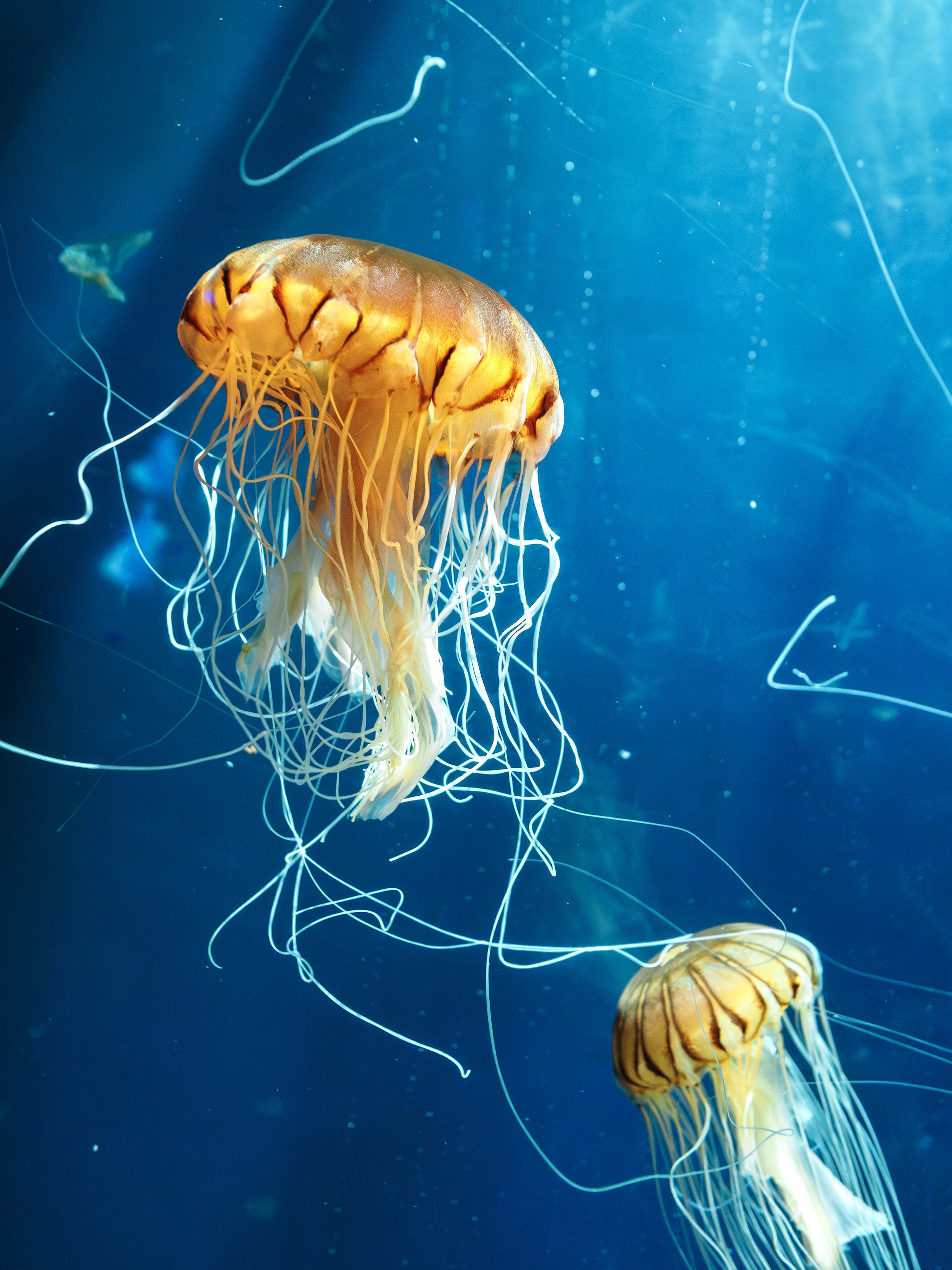 jellyfish 2.jpg