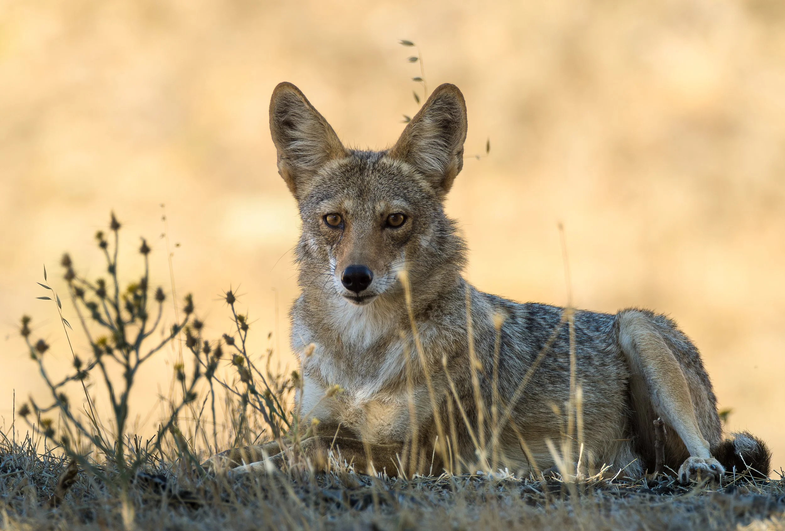 coyote portrait.jpg