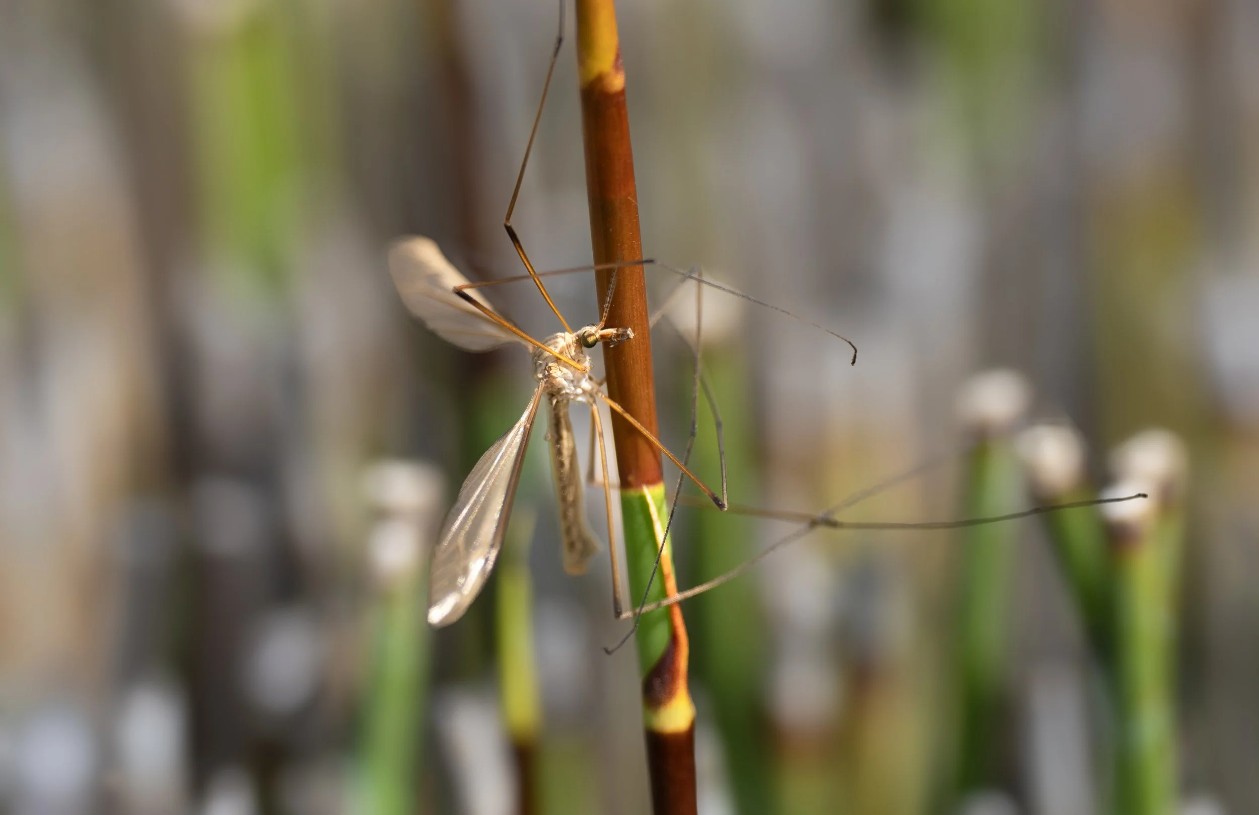 crane fly 3.jpg