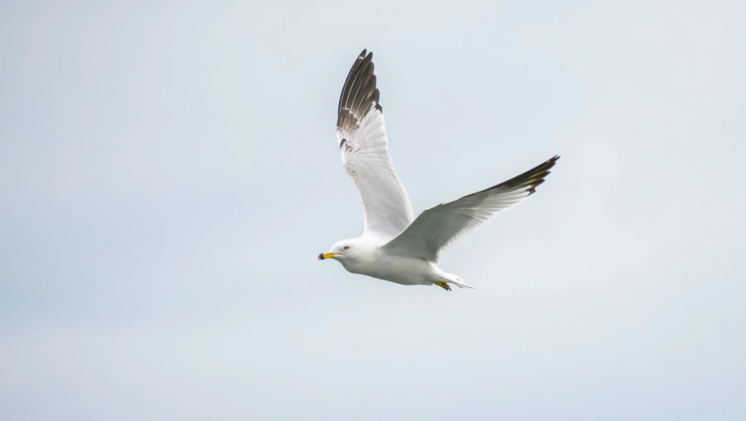ring billed gull.jpg