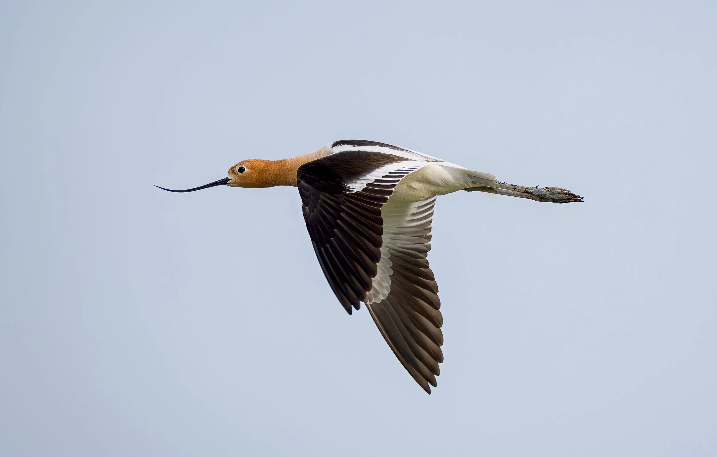 avocet 7.jpg