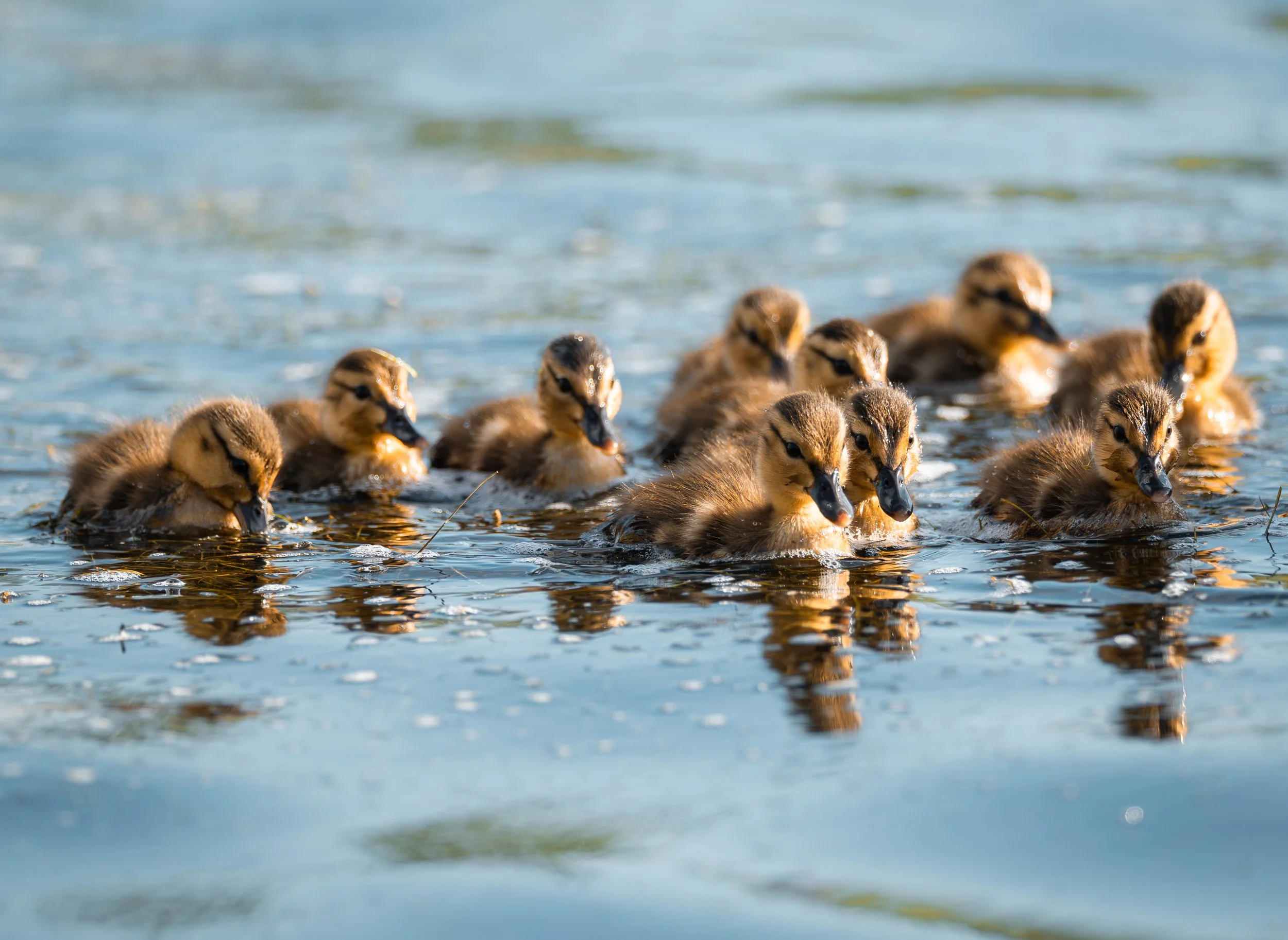 duckies 2.jpg