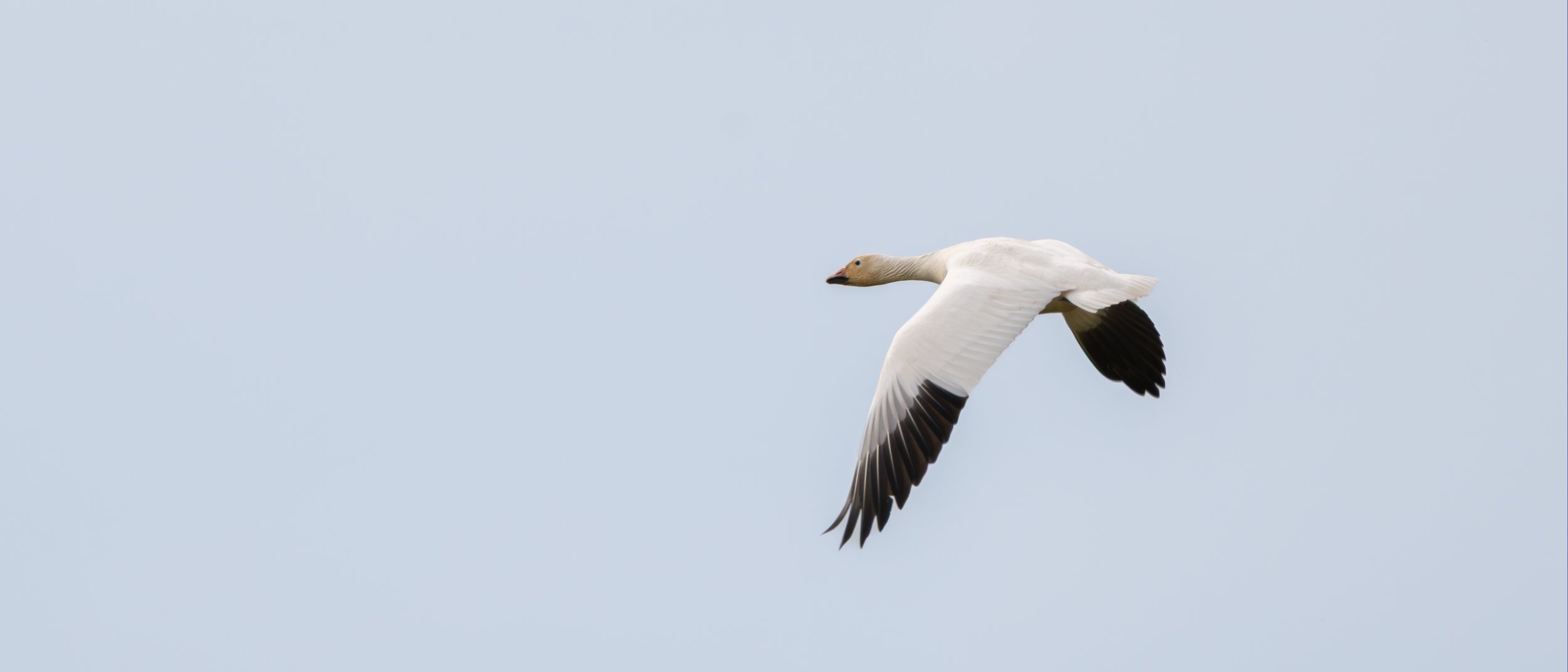 snow goose 1.jpg