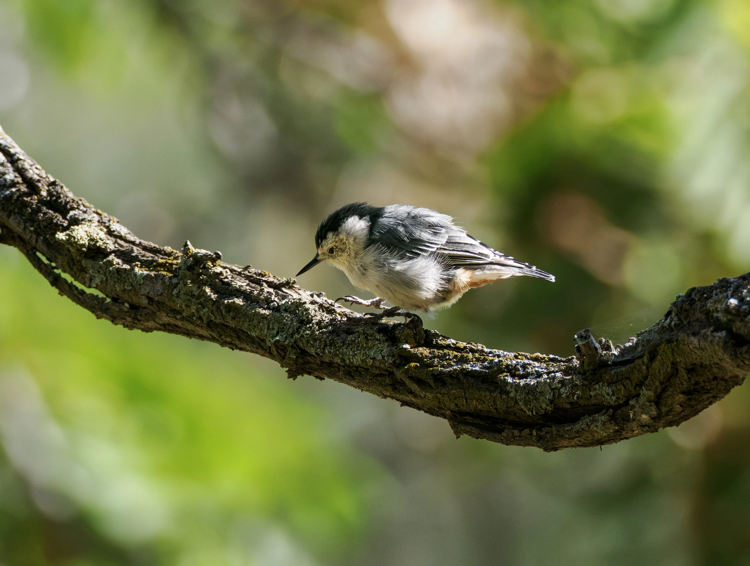 white breasted nuthatch 6.jpg