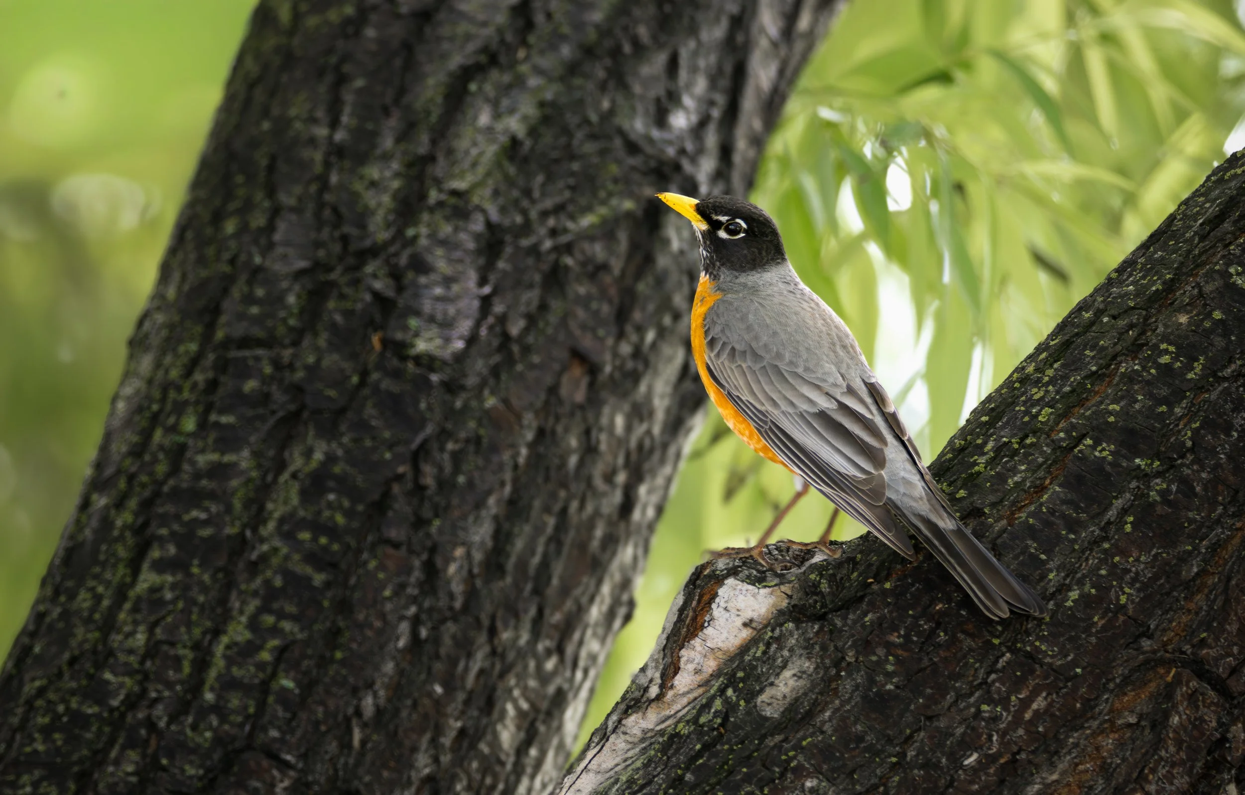 american robin 4.jpg