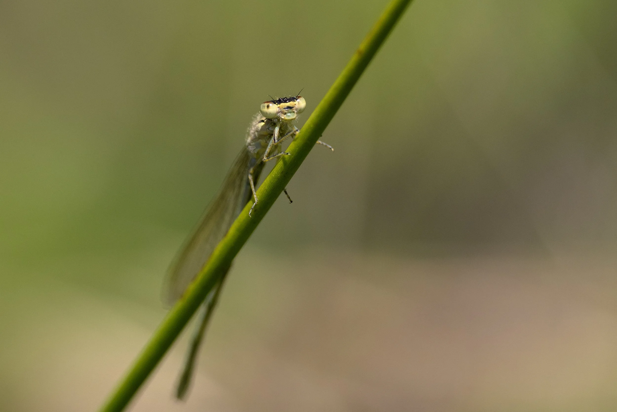 green damselfly 1.jpg