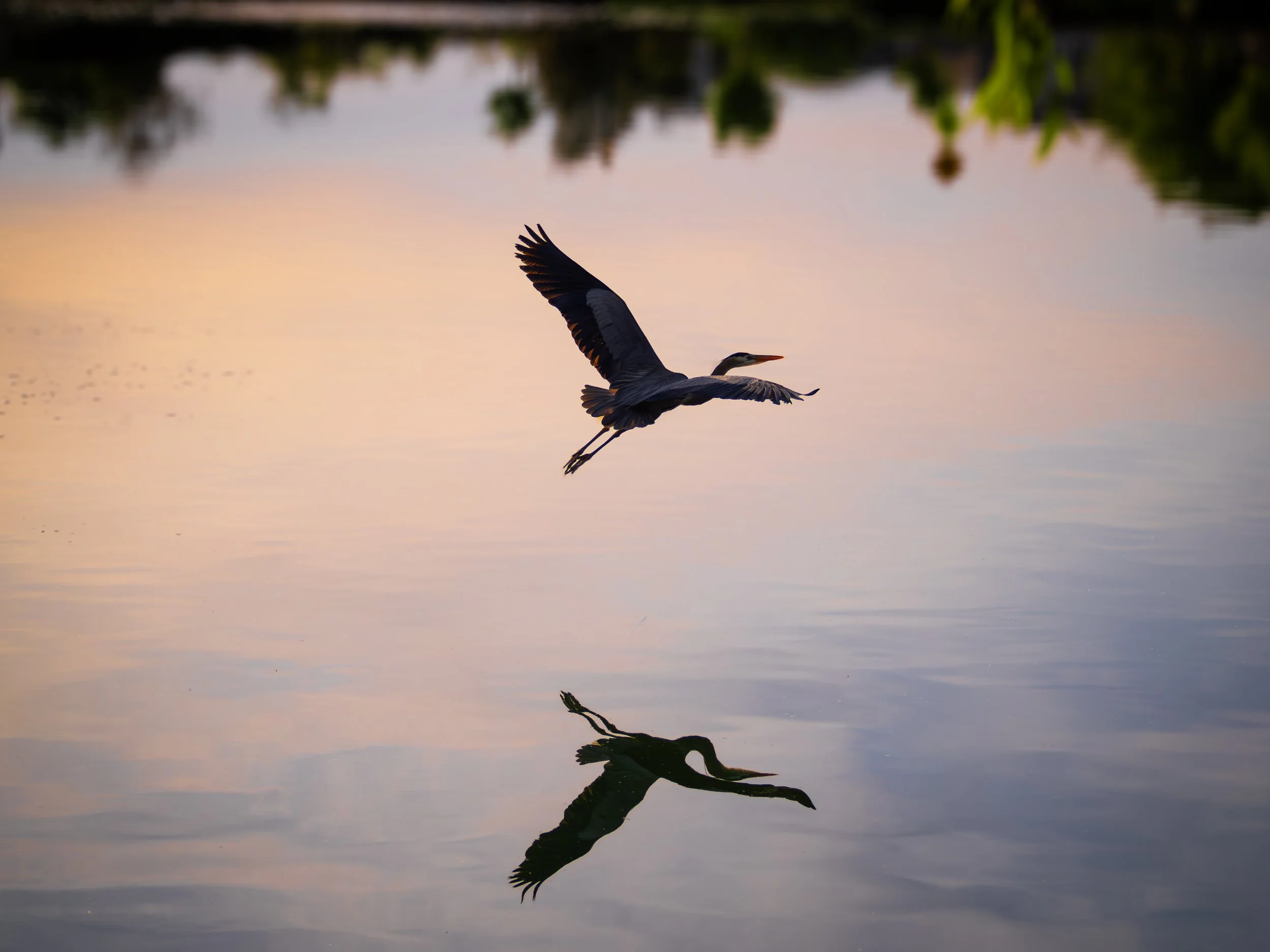 blue heron 1.jpg